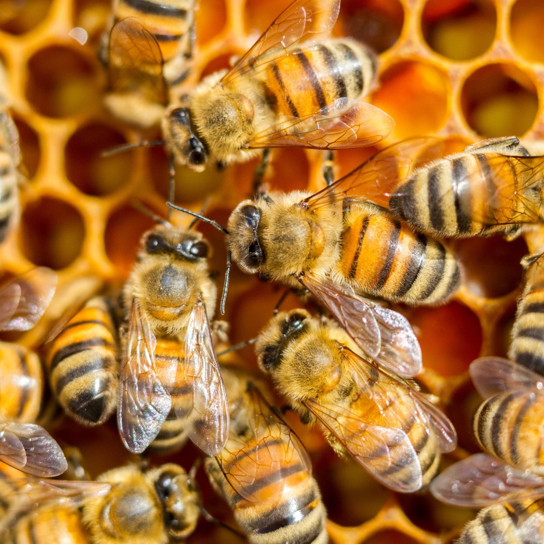 Bees In Winter Home and Hive