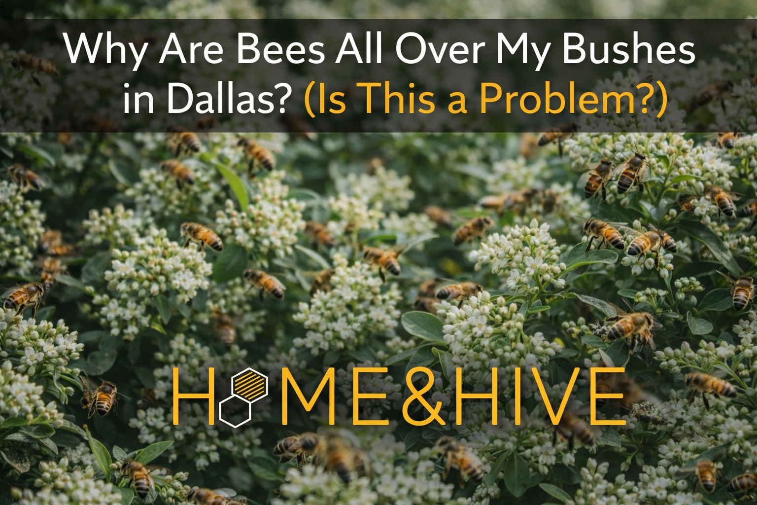 Honeybees foraging on flowering bushes in Dallas Texas during spring
