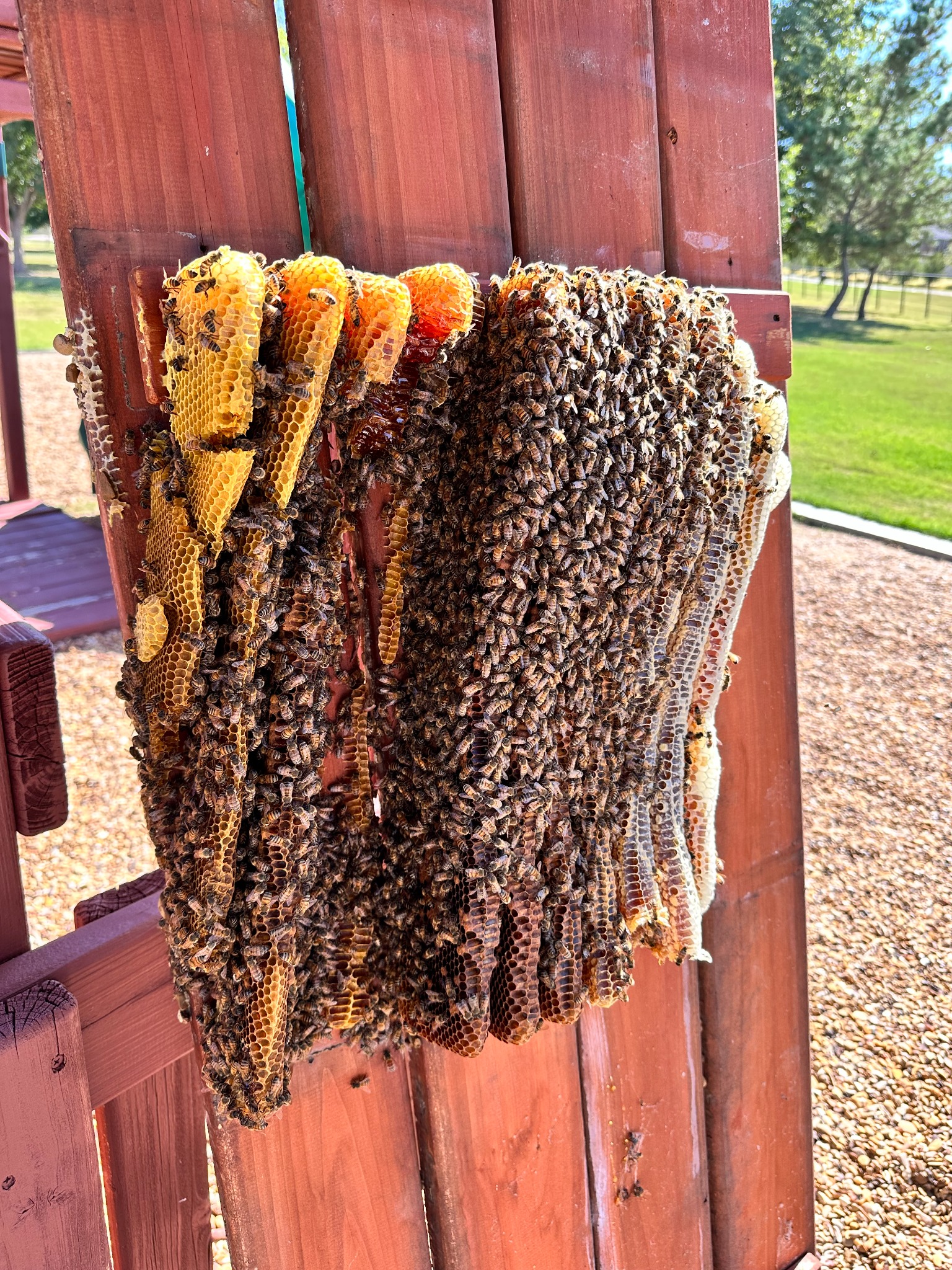 Large honeybee hive and comb beneath a wooden play structure in Anna, Texas
