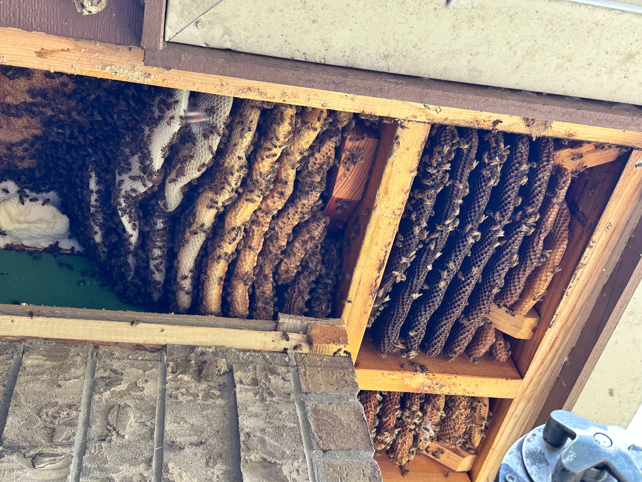 Large established honeybee hive and comb exposed inside a soffit in Anna, Texas