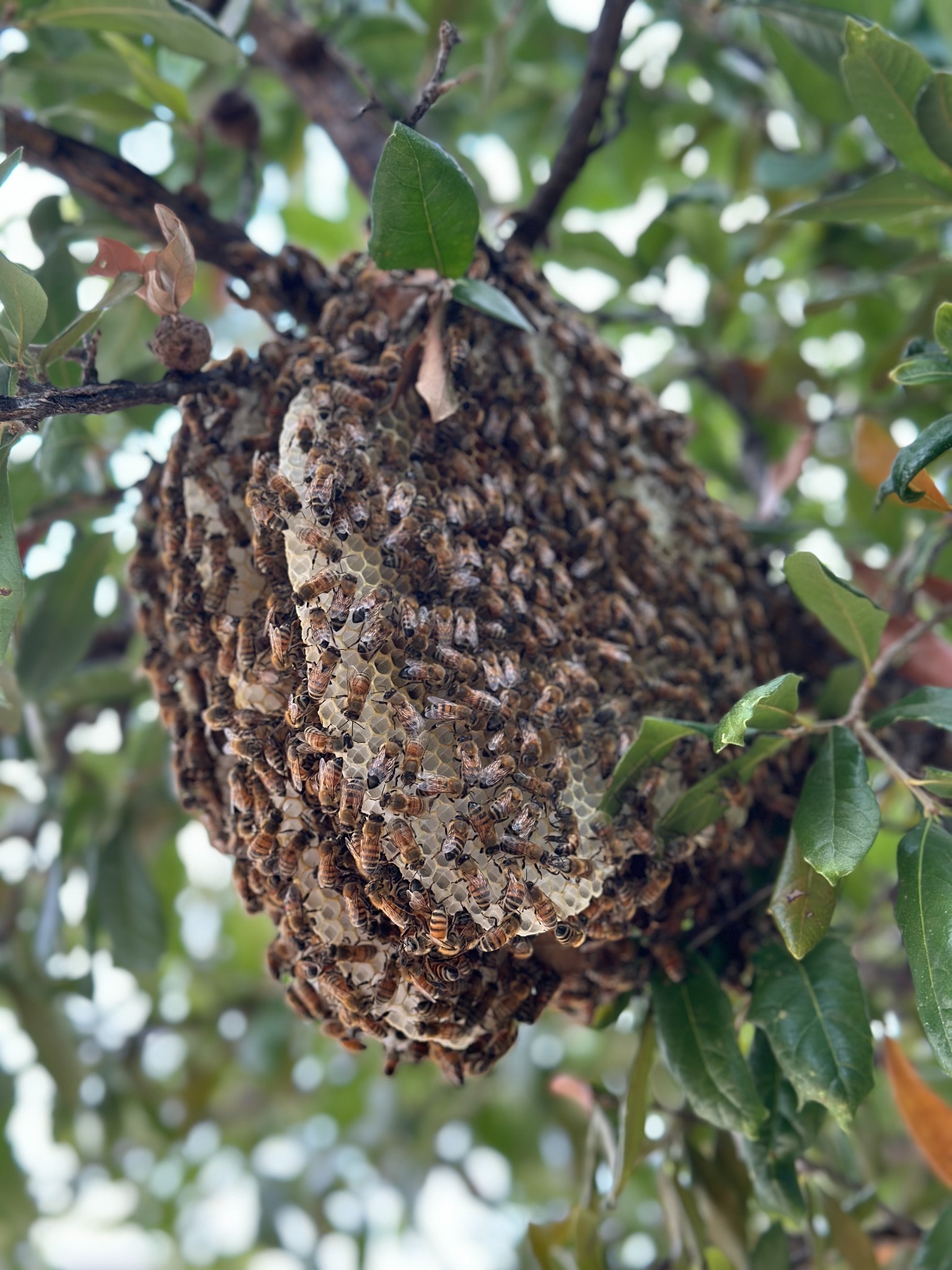 Exposed honeybee hive and comb built in a tree in Anna, Texas