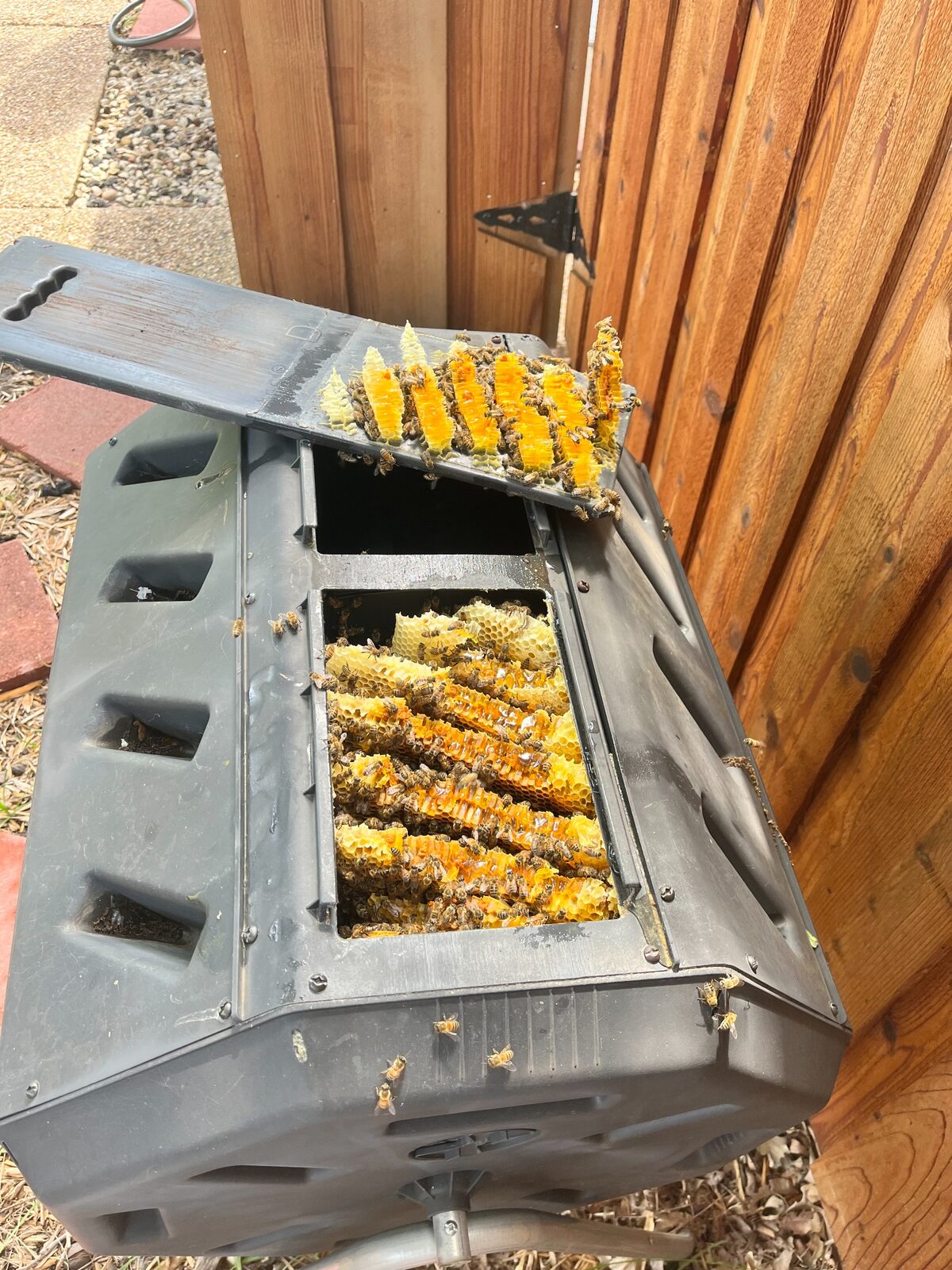 Honeybee hive discovered inside a composter in Arlington, Texas