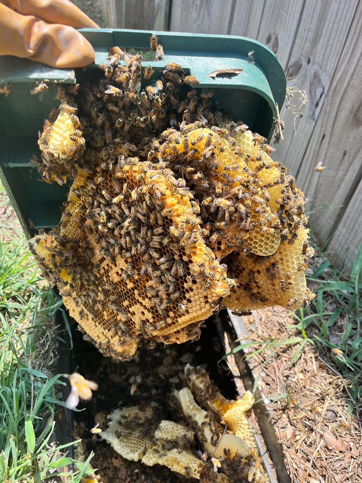Honeybee hive removed from an irrigation box in Arlington, Texas