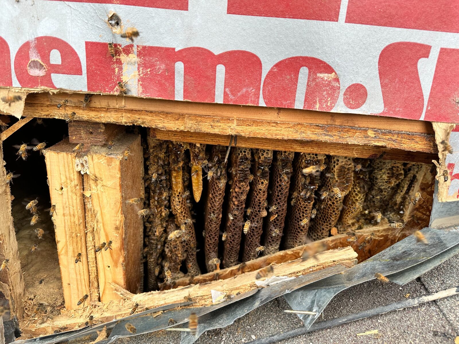 Honeybee hive exposed inside a structural joist cavity in Arlington, Texas