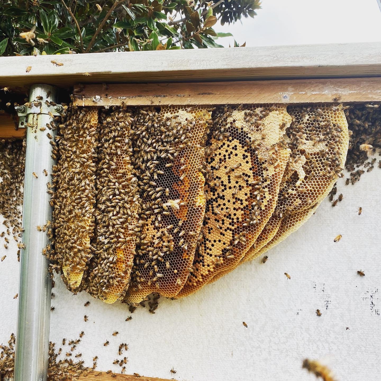Large established honeybee hive and comb exposed inside a fence structure in Aubrey, Texas