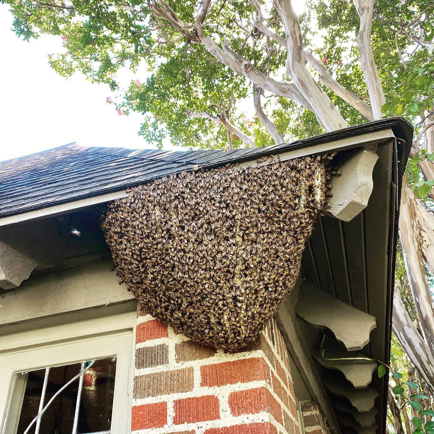 Large honeybee colony and comb exposed along the roofline of a home in Aubrey, Texas