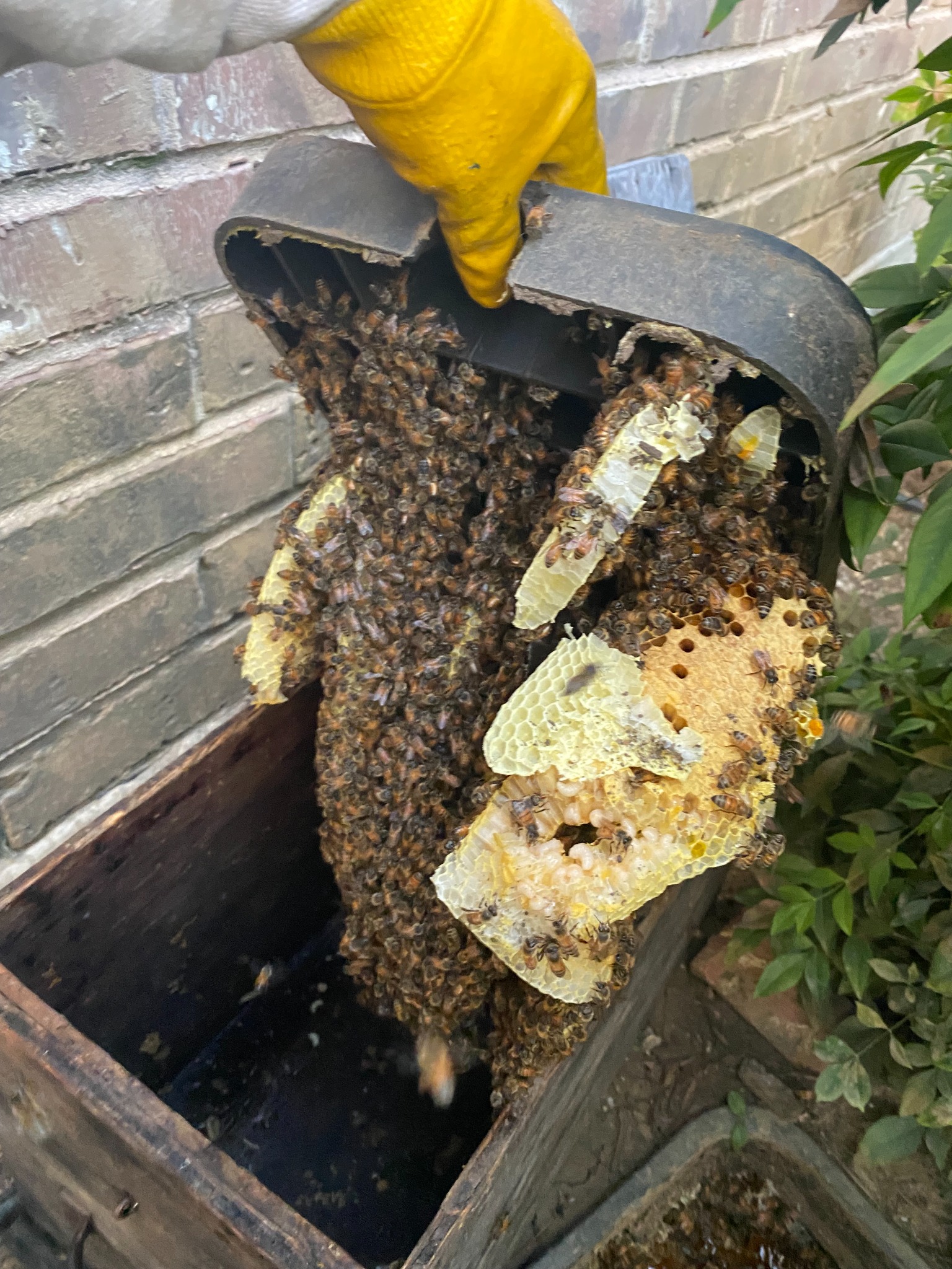 Honeybee hive and comb exposed inside a water valve box in Aubrey, Texas