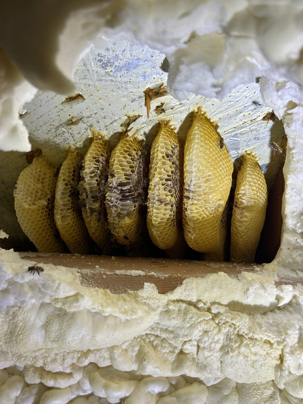 Honeybee hive exposed inside a joist cavity in Carrollton, Texas