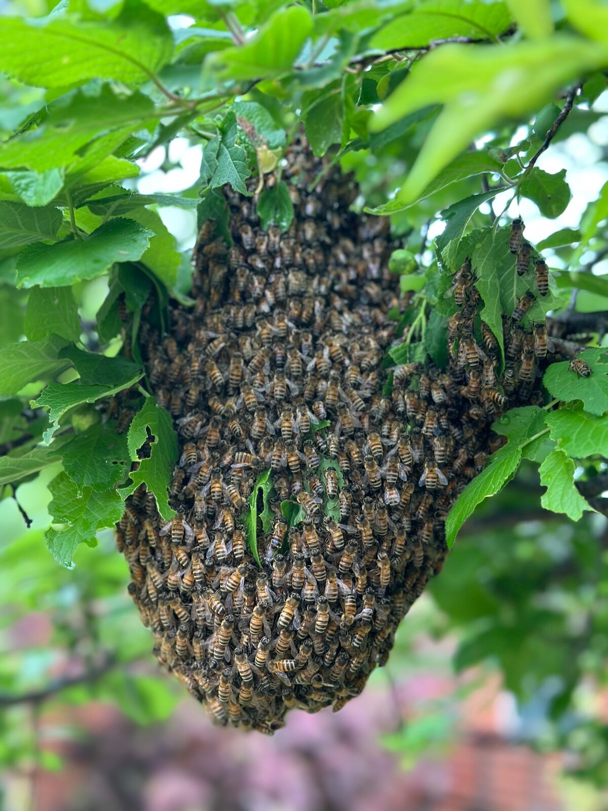 Honeybee swarm clustered on a tree in Carrollton, Texas