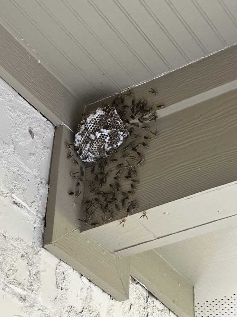 Paper wasp nest beneath a soffit in Carrollton, Texas