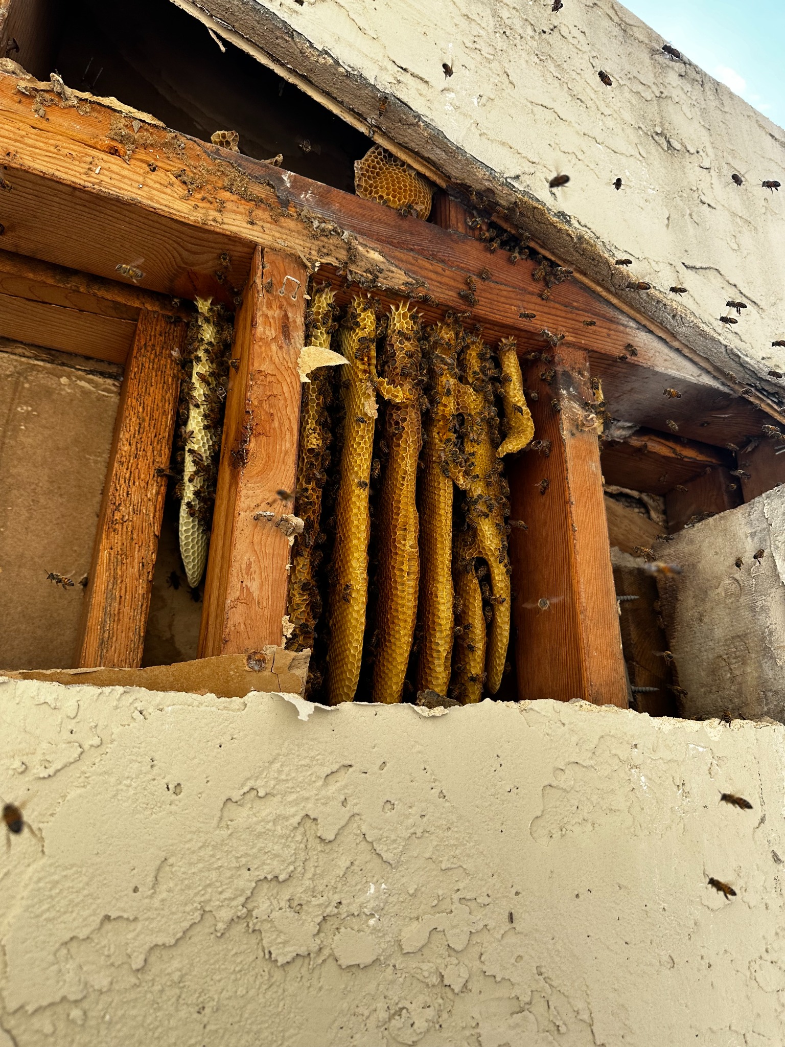 Established honeybee hive and comb exposed inside a wall in Denton, Texas