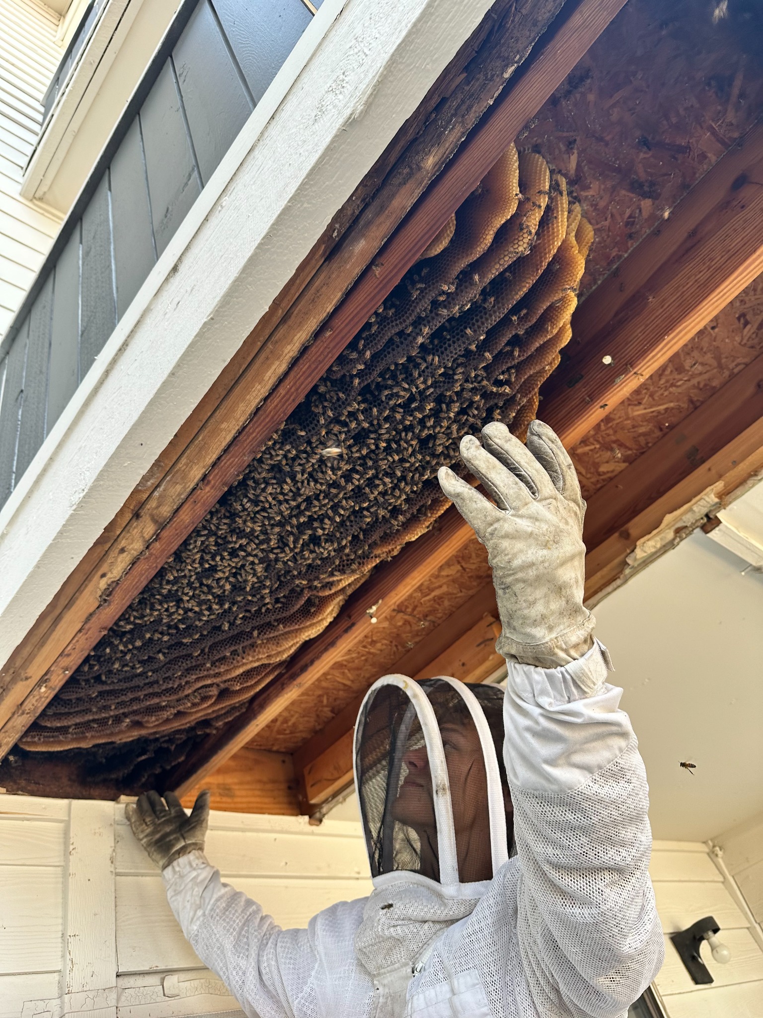 Bee-removal specialist inspecting a large honeybee hive exposed inside a soffit in Denton, Texas