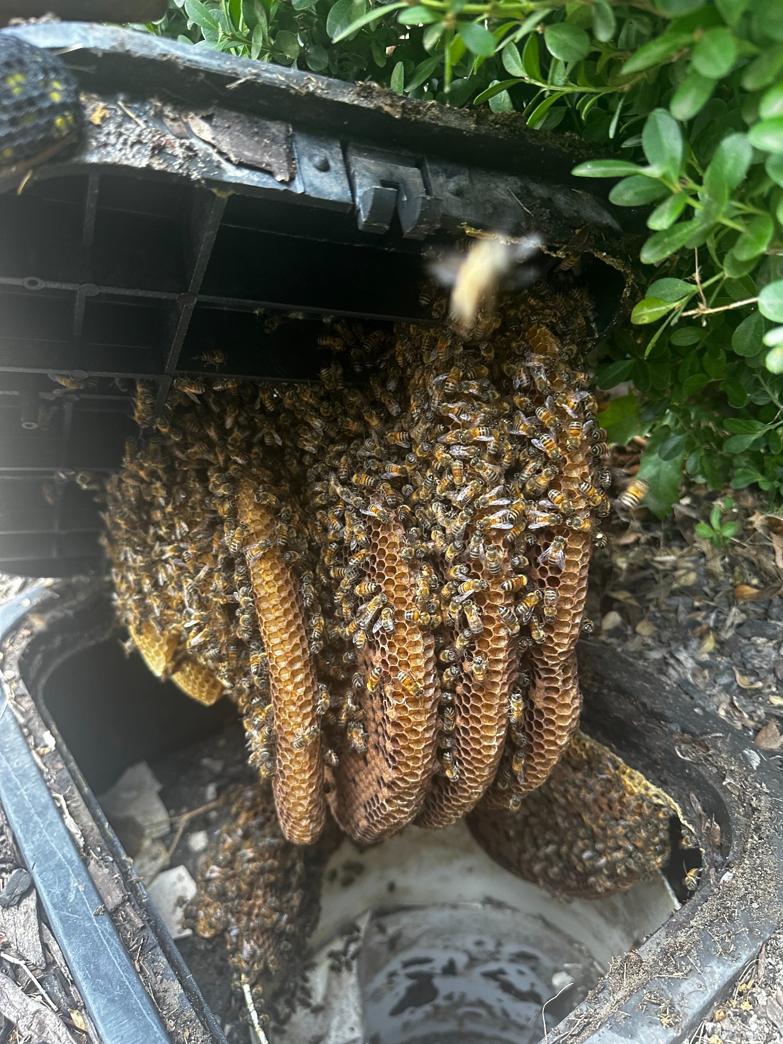 Honeybee hive and comb inside a water shutoff box in Denton, Texas