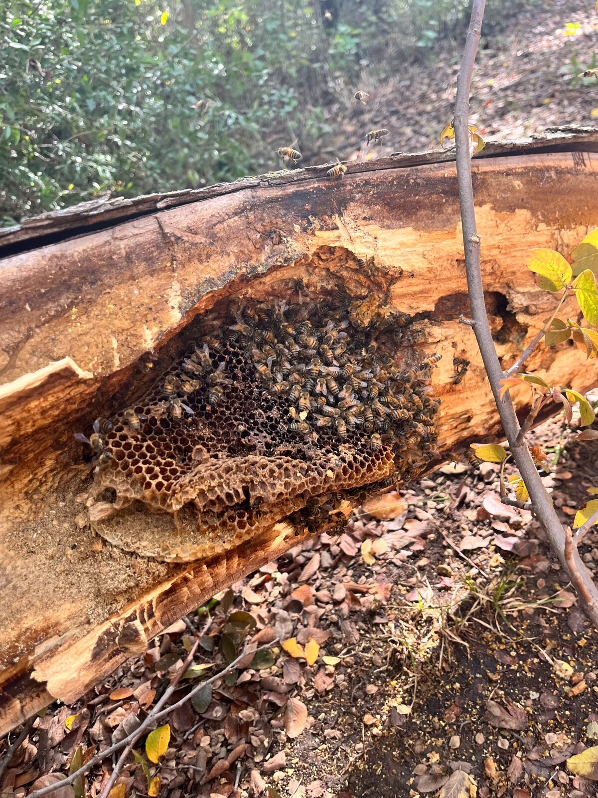 Honeybee hive exposed inside a fallen tree in Fairview, Texas
