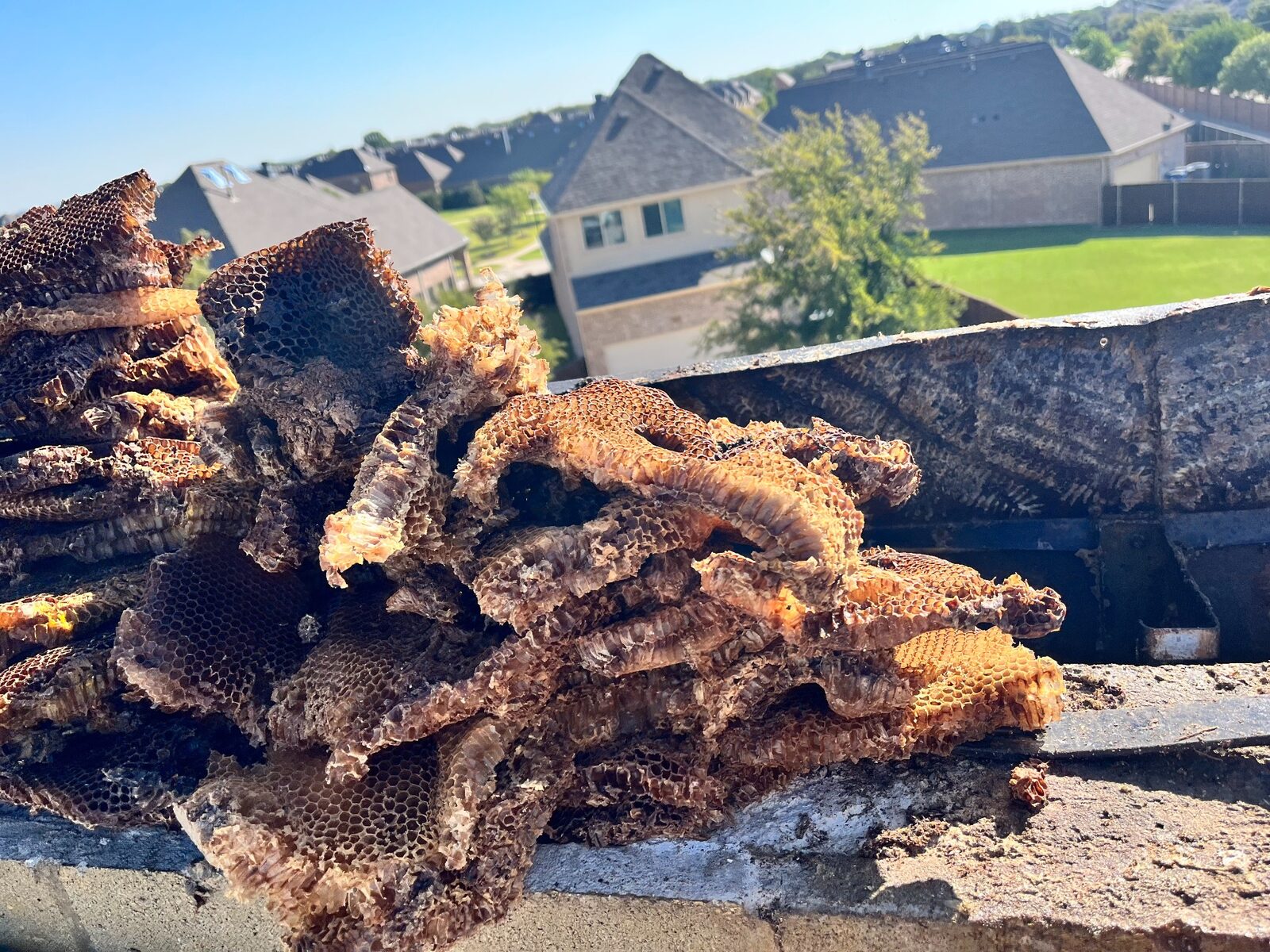 Honeycomb removed from a roof cavity in Fairview, Texas