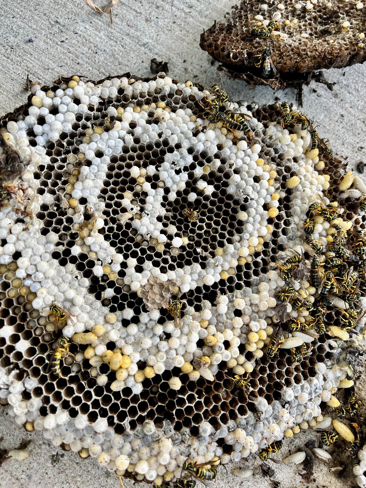 Yellow jacket nest and brood comb removed in Fairview, Texas