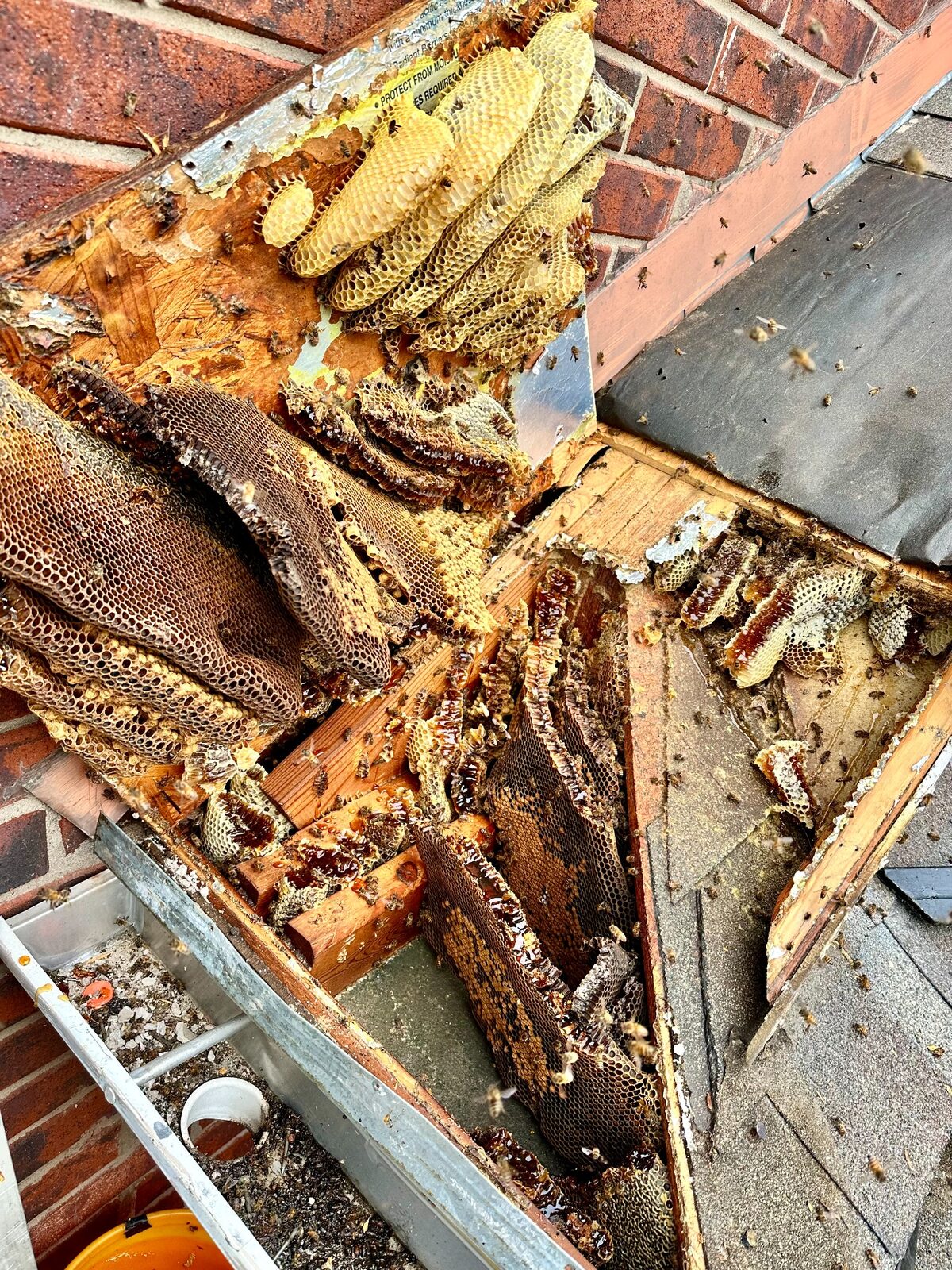 Large honeybee hive exposed inside a roof cavity in Farmers Branch, Texas