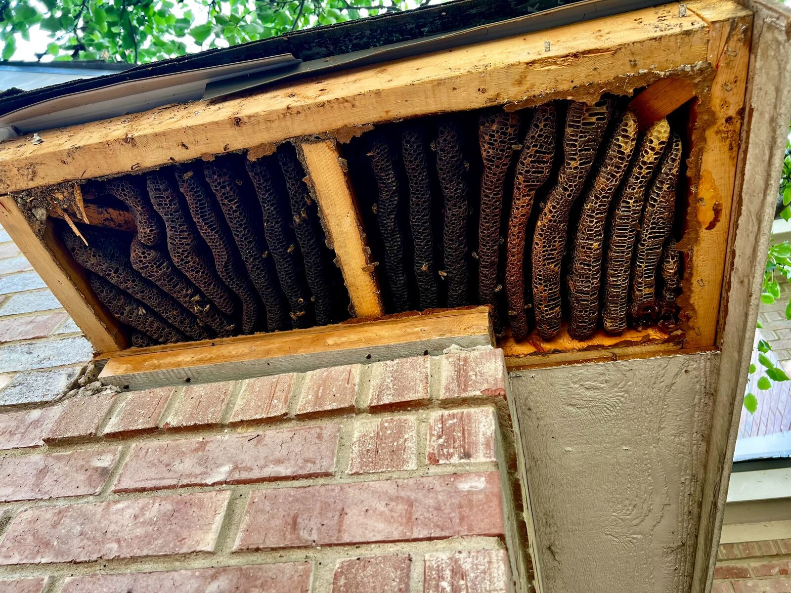 Mature honeybee comb inside a soffit in Farmers Branch, Texas