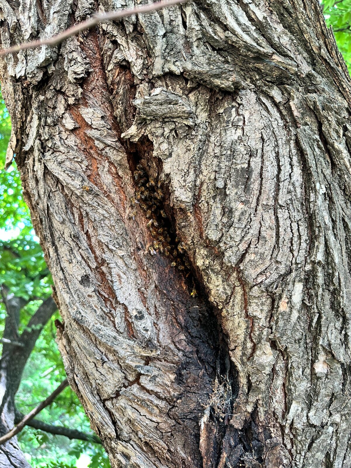 Honeybees entering a tree cavity in Farmers Branch, Texas