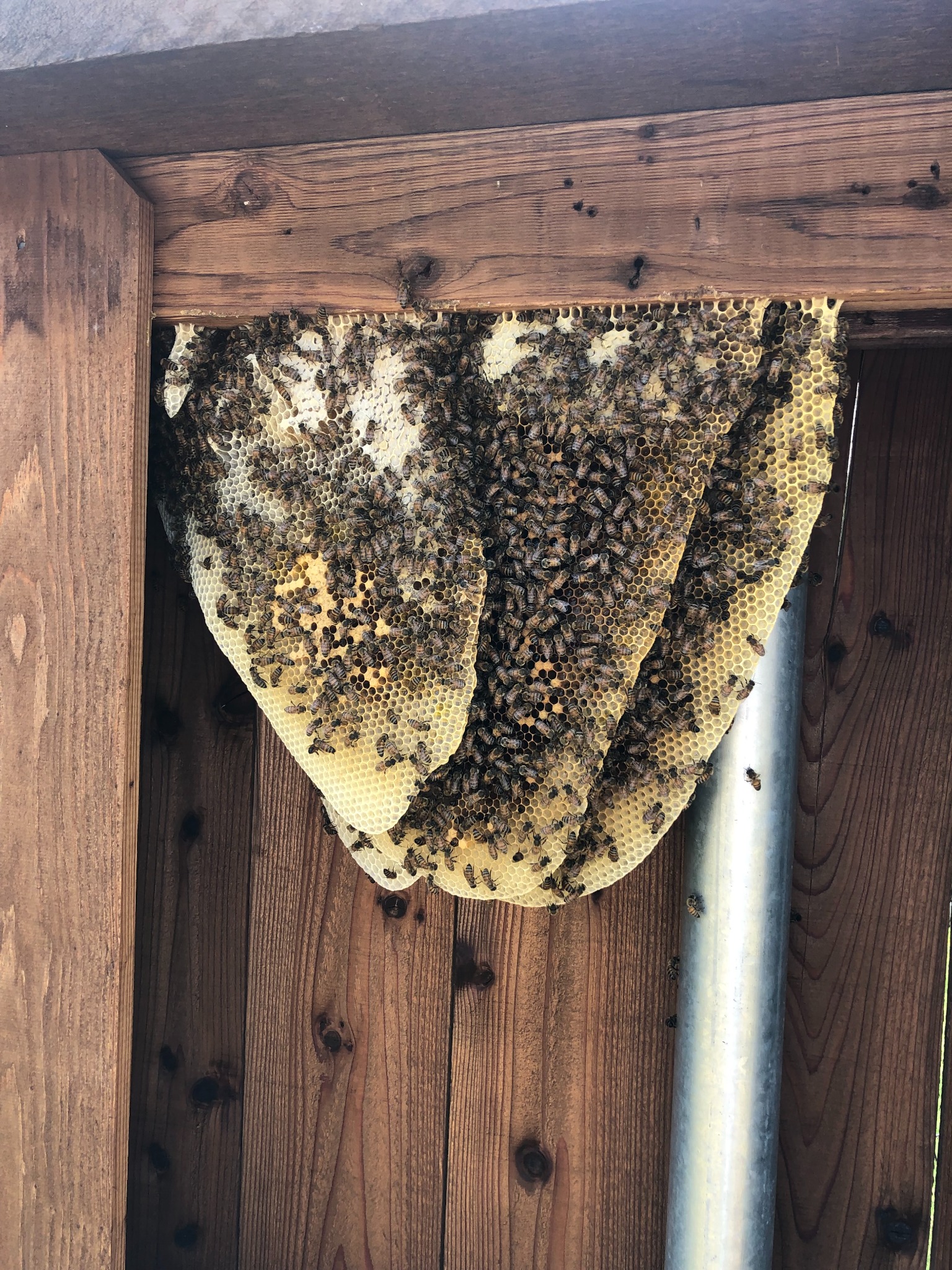 Established honeybee hive and comb built inside a wooden fence structure in Farmersville, Texas