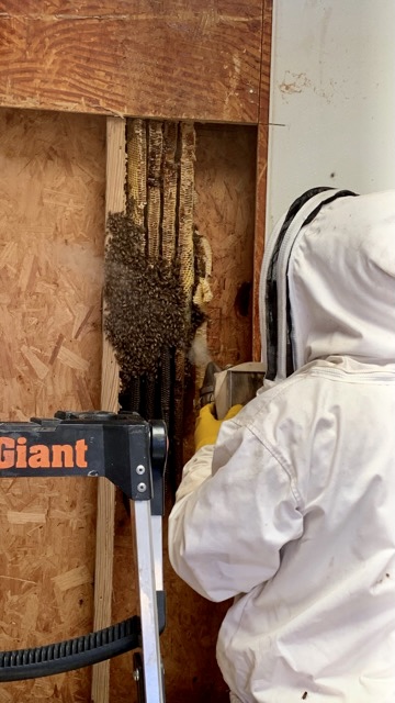 Bee-removal specialist removing an established honeybee hive from a wall in Farmersville, Texas