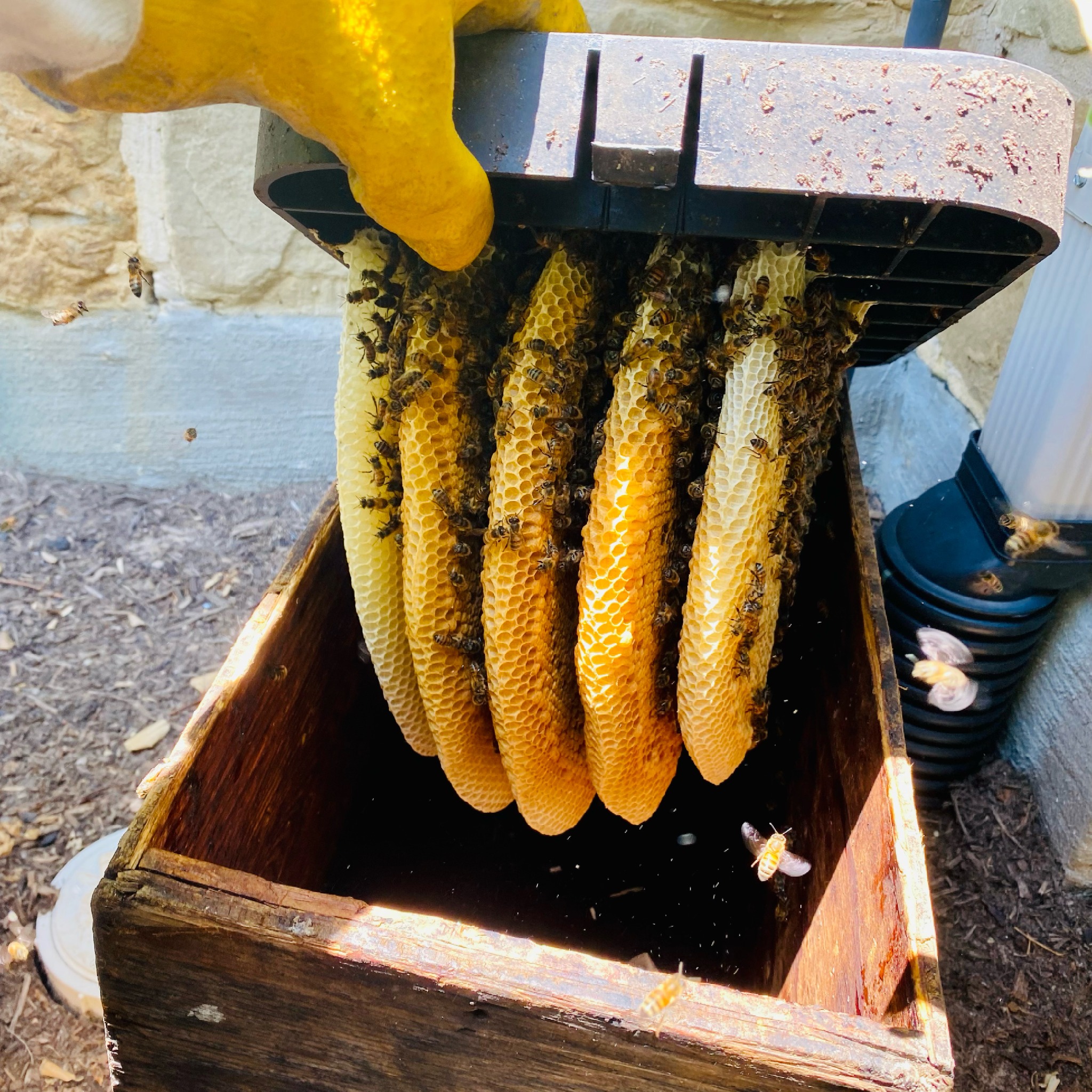 Honeybee hive and comb removed from a water-meter box in Farmersville, Texas