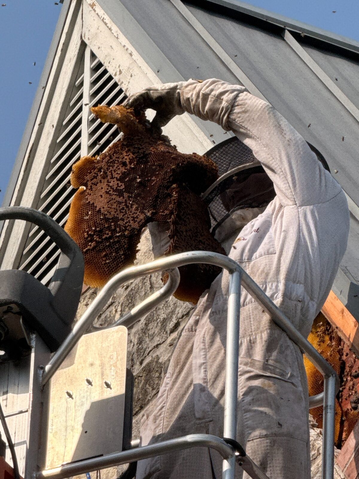Honeybee hive removed from a soffit in Flower Mound, Texas