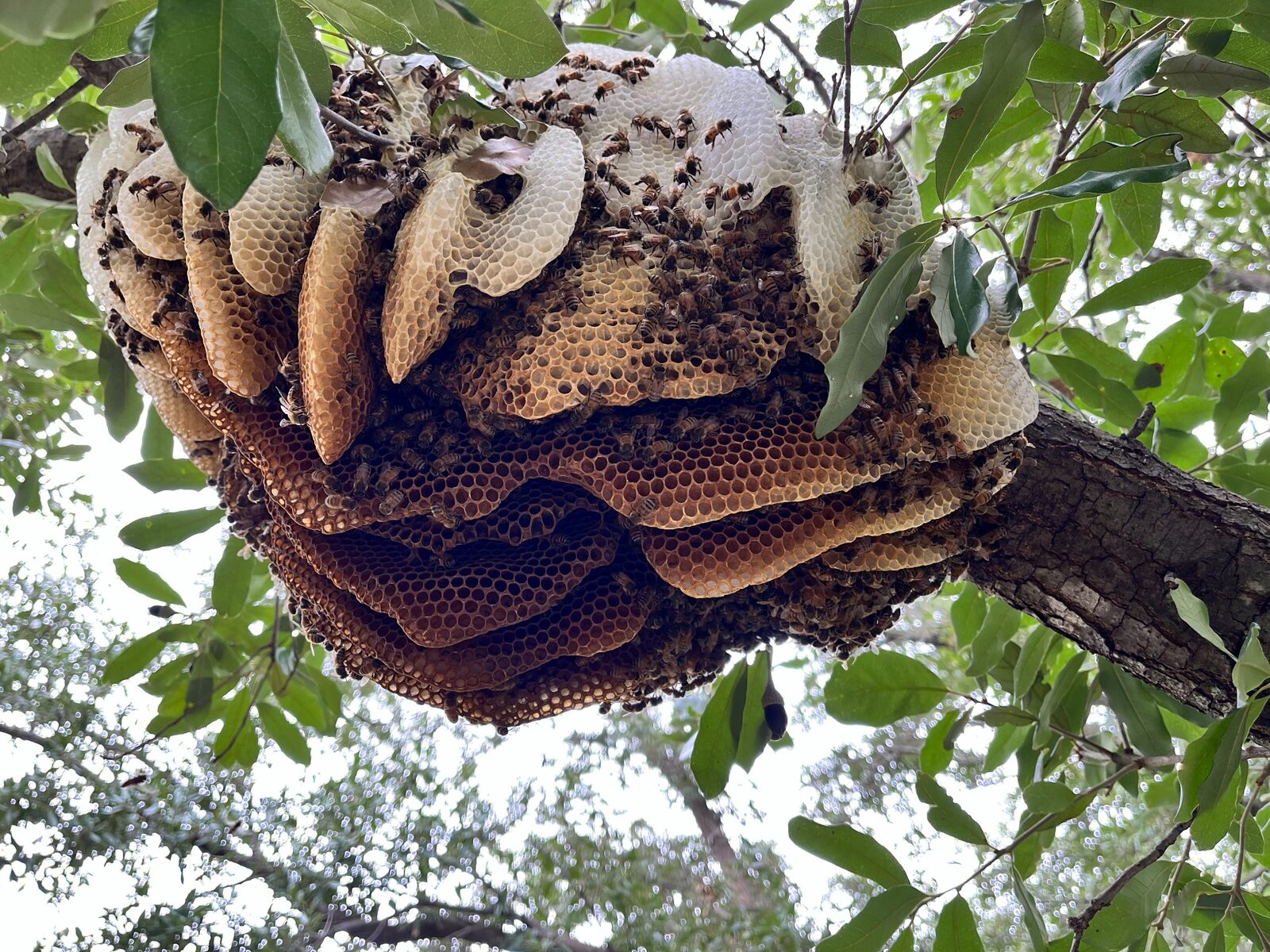 Exposed honeybee hive built in a tree in Flower Mound, Texas
