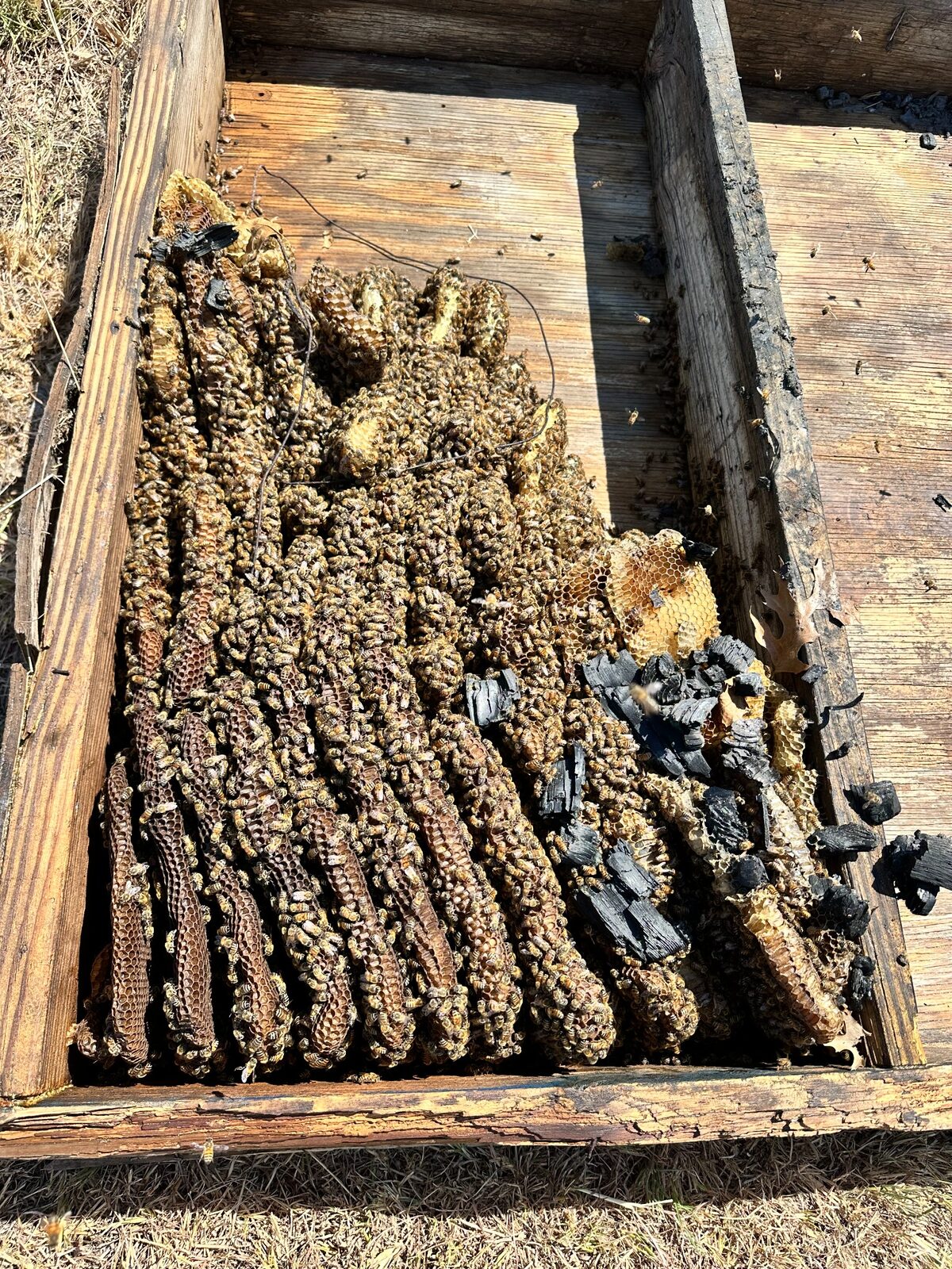 Honeybee hive removed from beneath a shed in Fort Worth, Texas