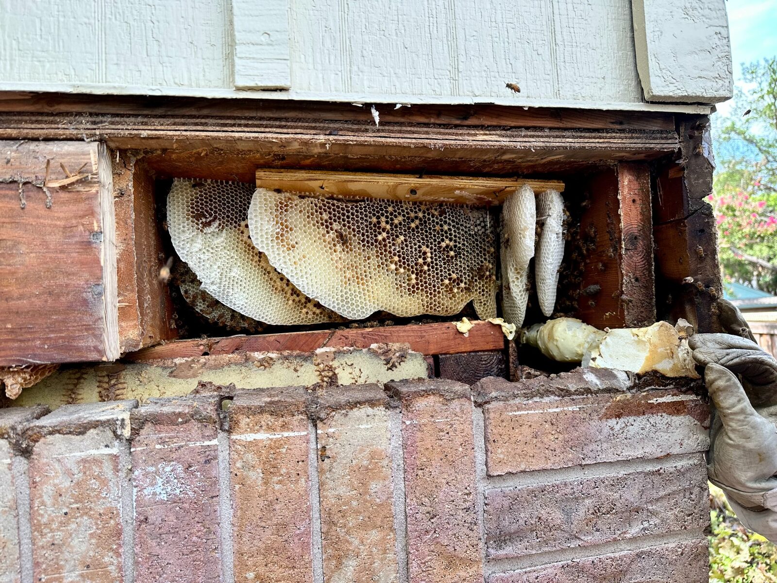 Honeybee hive exposed inside a structural joist cavity in Fort Worth, Texas
