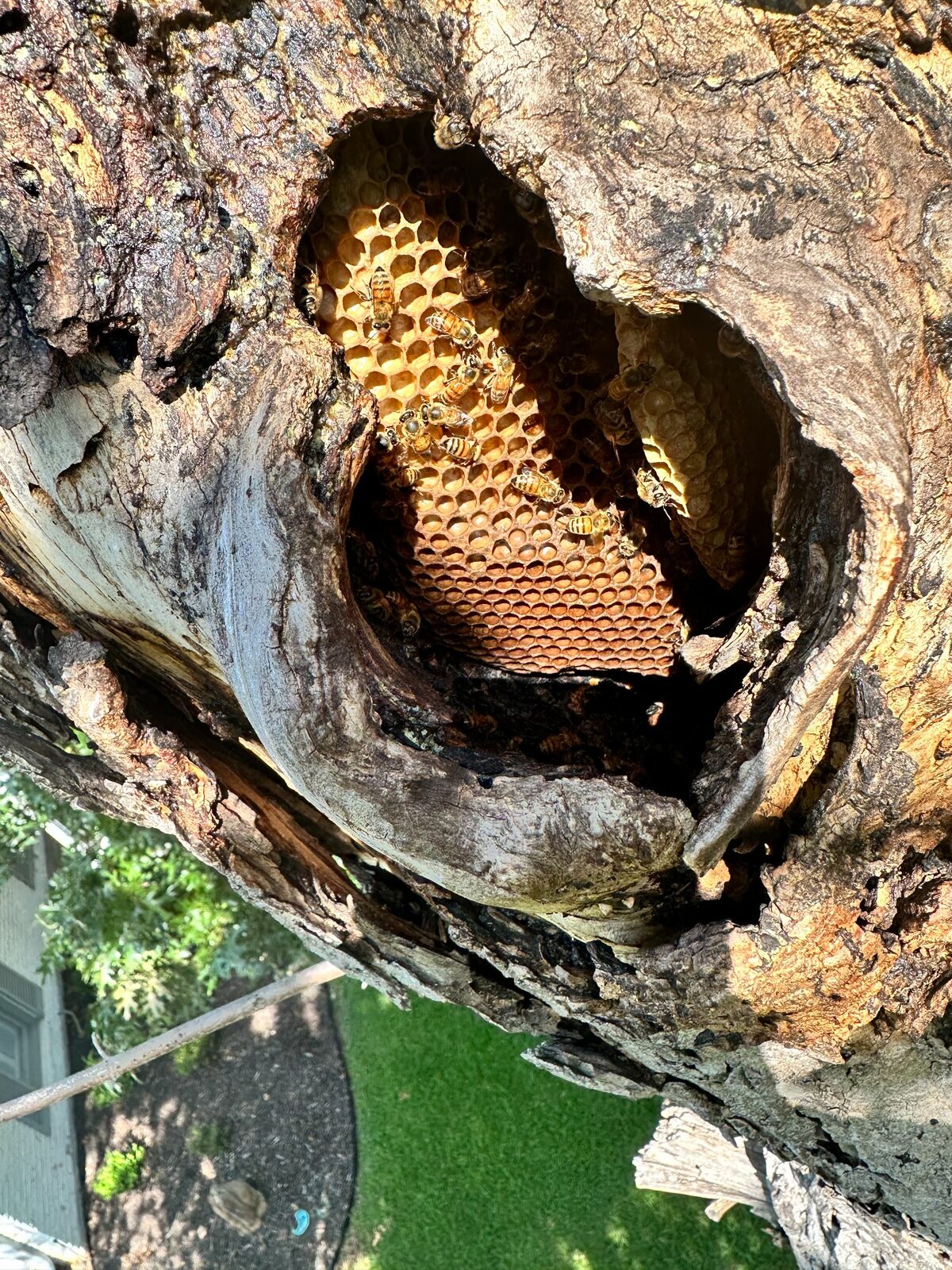 Honeybee hive exposed inside a tree cavity in Fort Worth, Texas