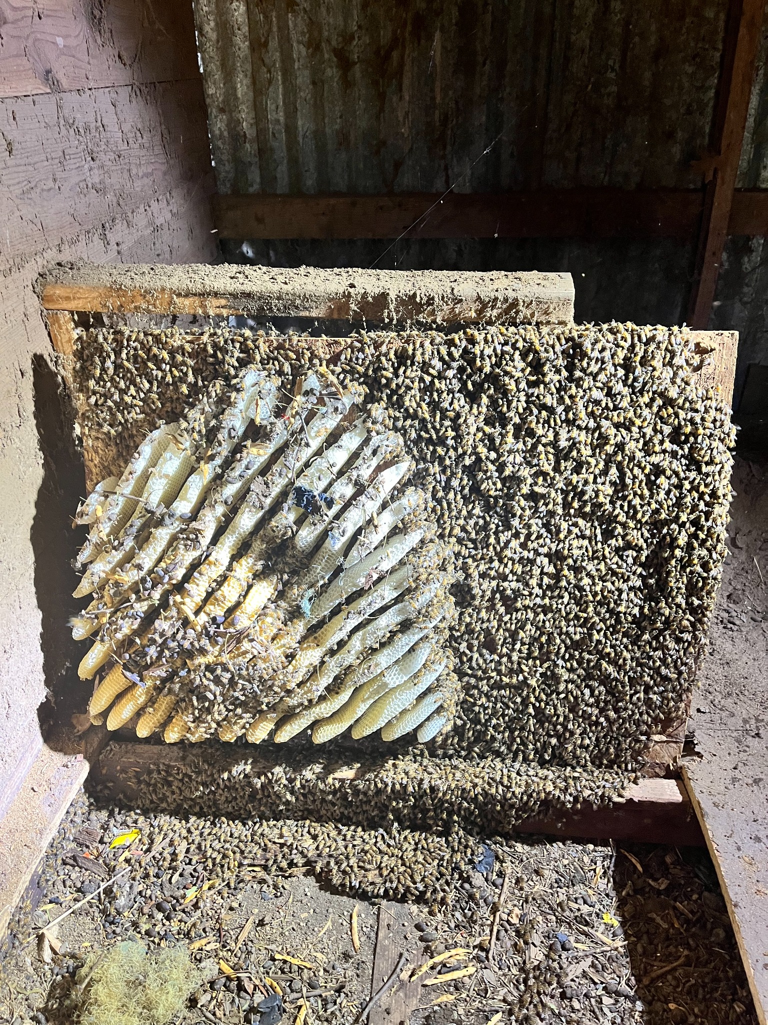 Large established honeybee hive and comb exposed beneath a floor in Gunter, Texas