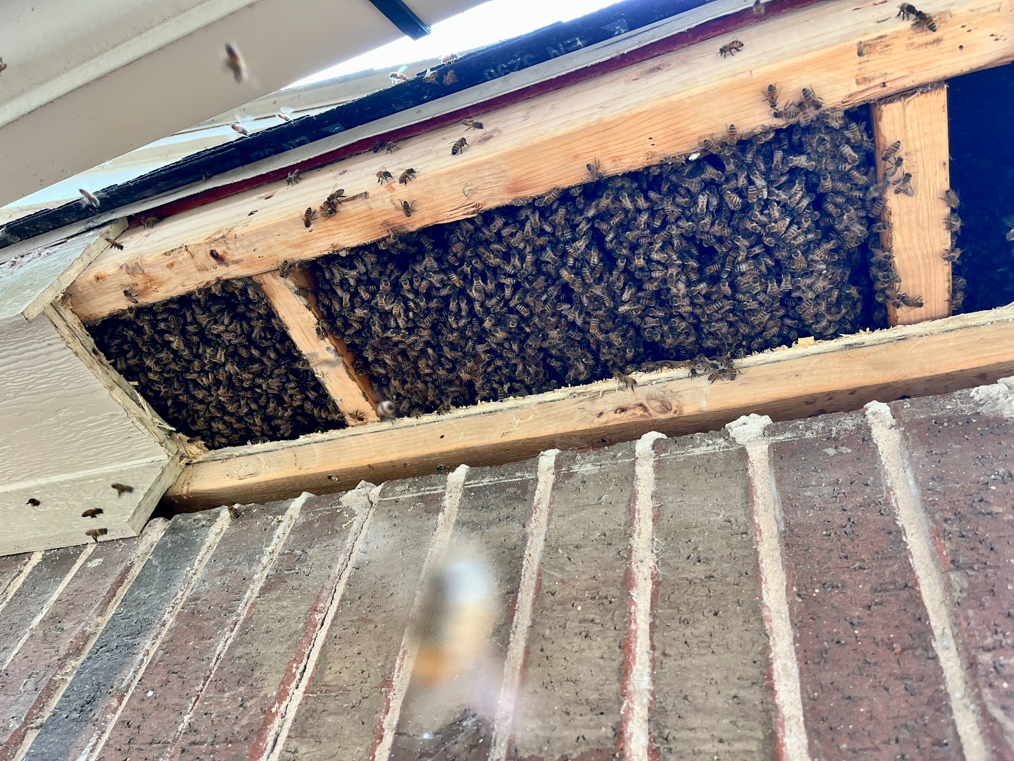 Honeybee colony exposed inside the soffit of a brick home in Gunter, Texas