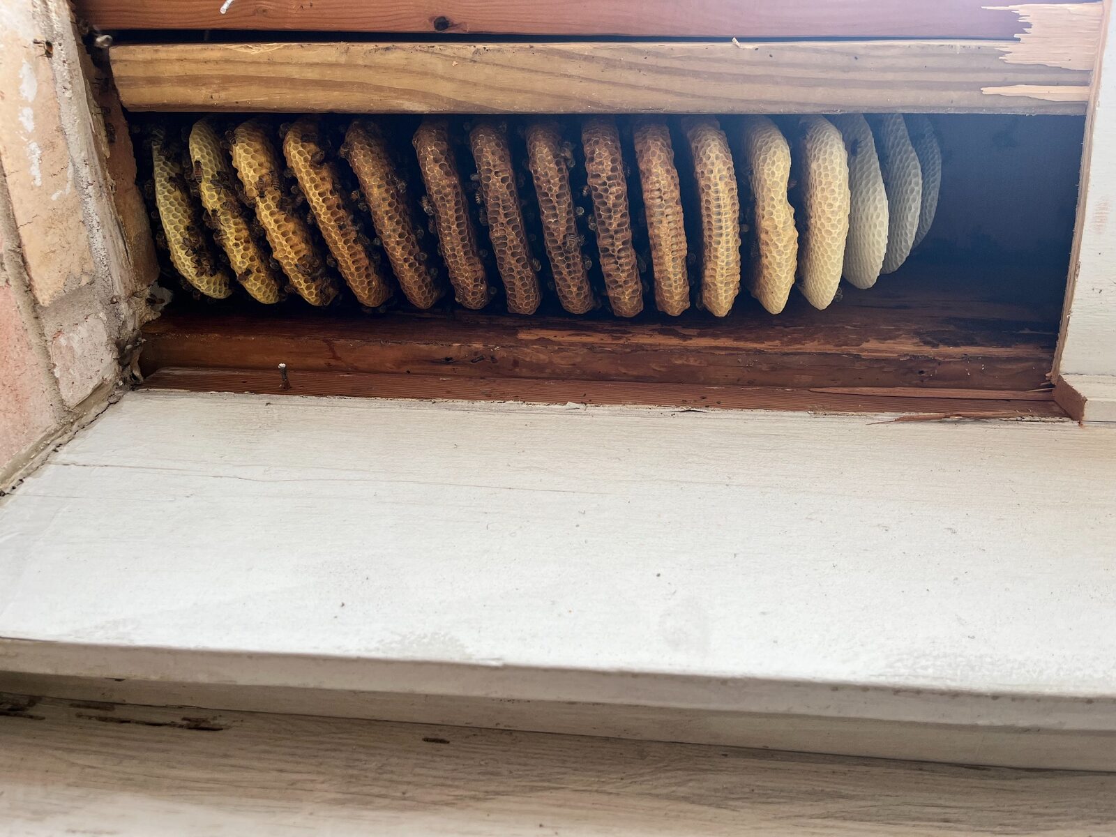 Honeybee comb exposed inside soffit framing in Irving, Texas