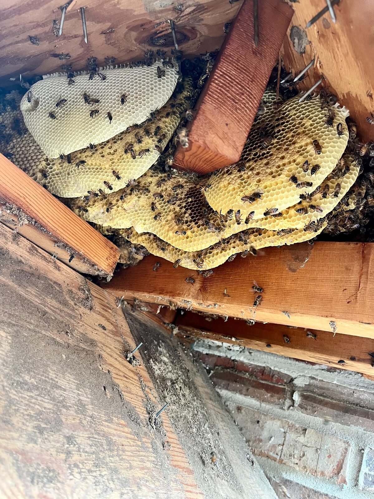 Large honeybee hive inside a soffit and joist cavity in Irving, Texas
