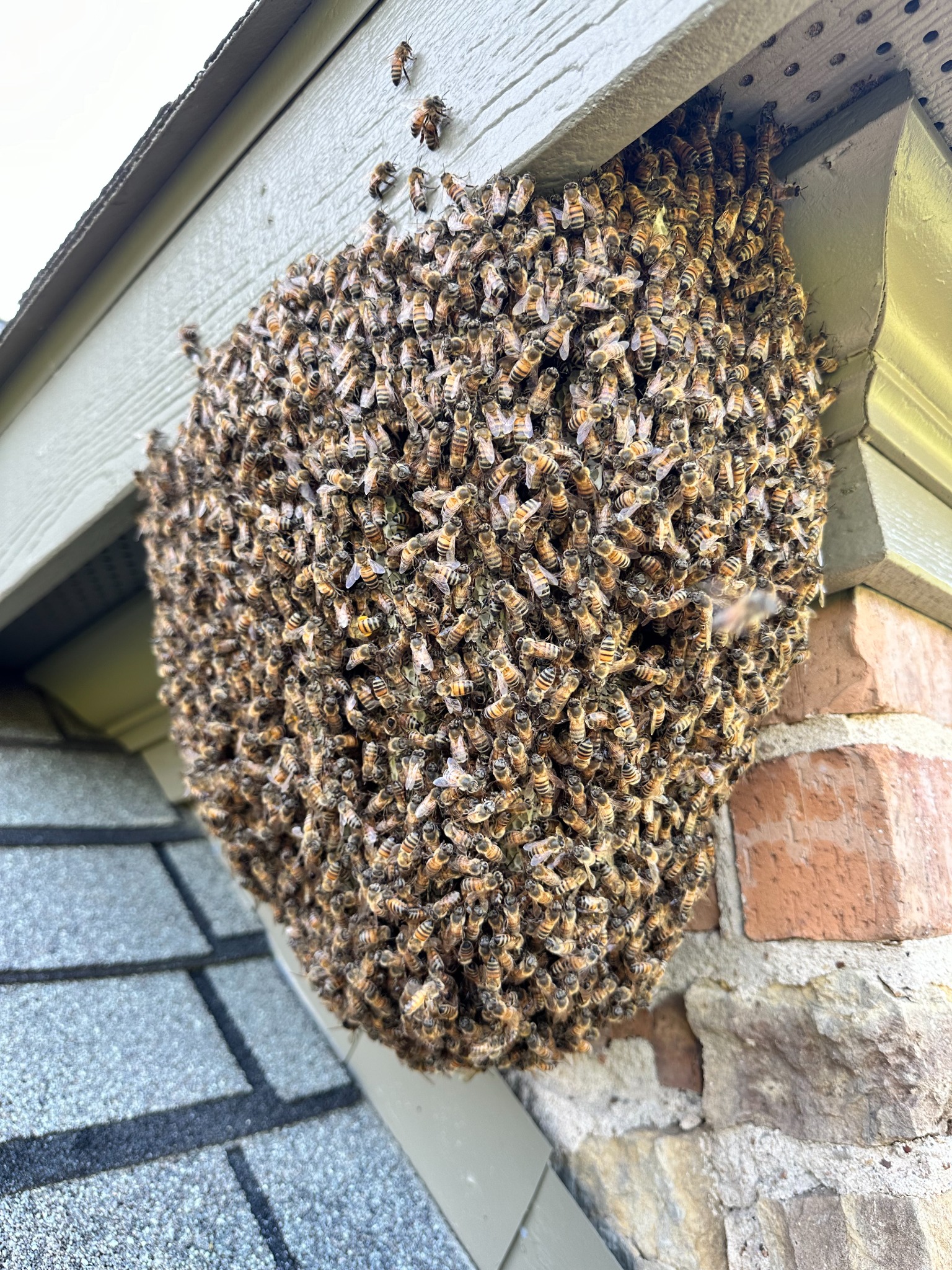 Large honeybee colony exposed at the roofline of a home in Lewisville, Texas
