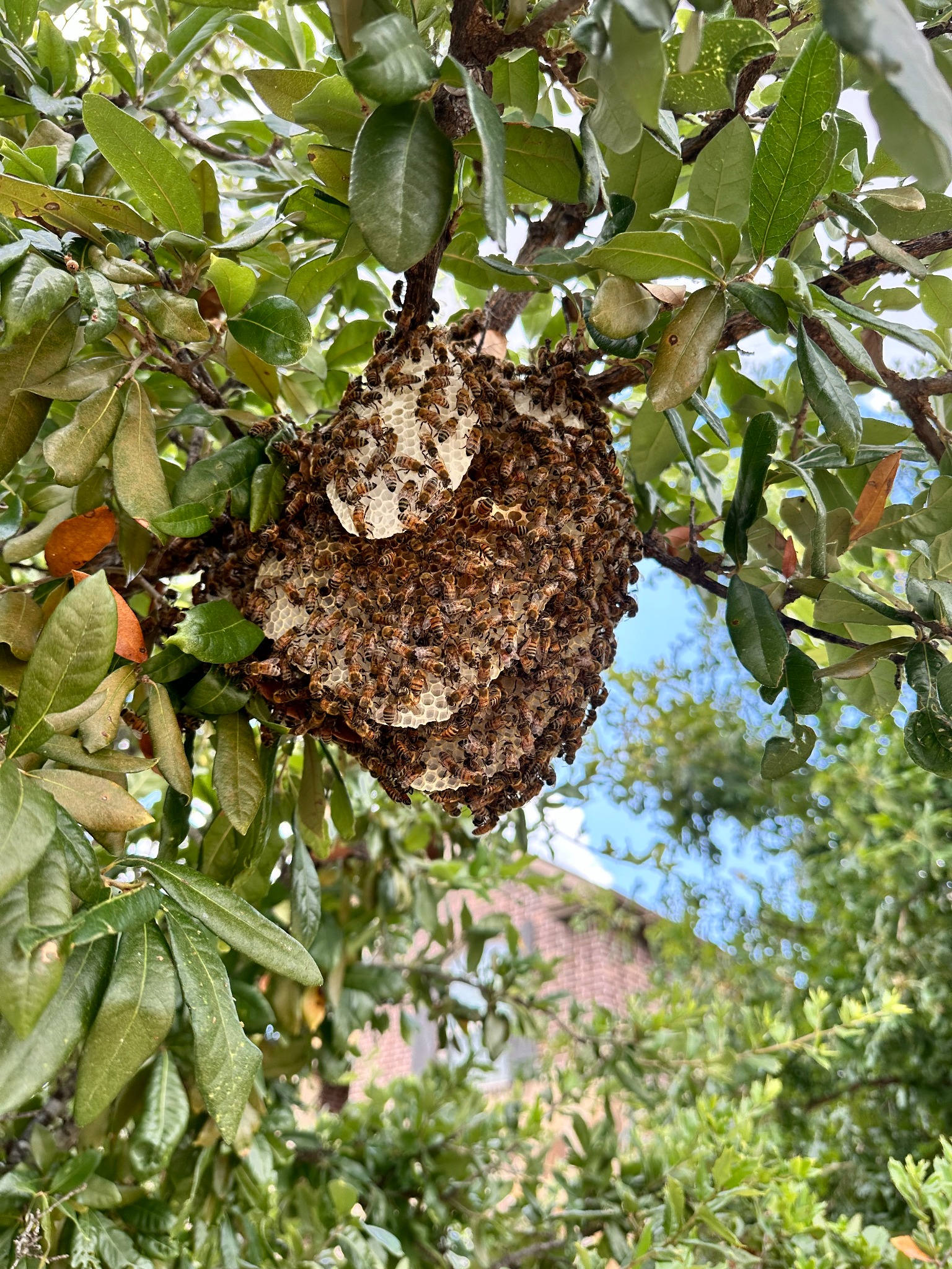 Exposed honeybee hive and comb hanging from a tree branch in Lewisville, Texas