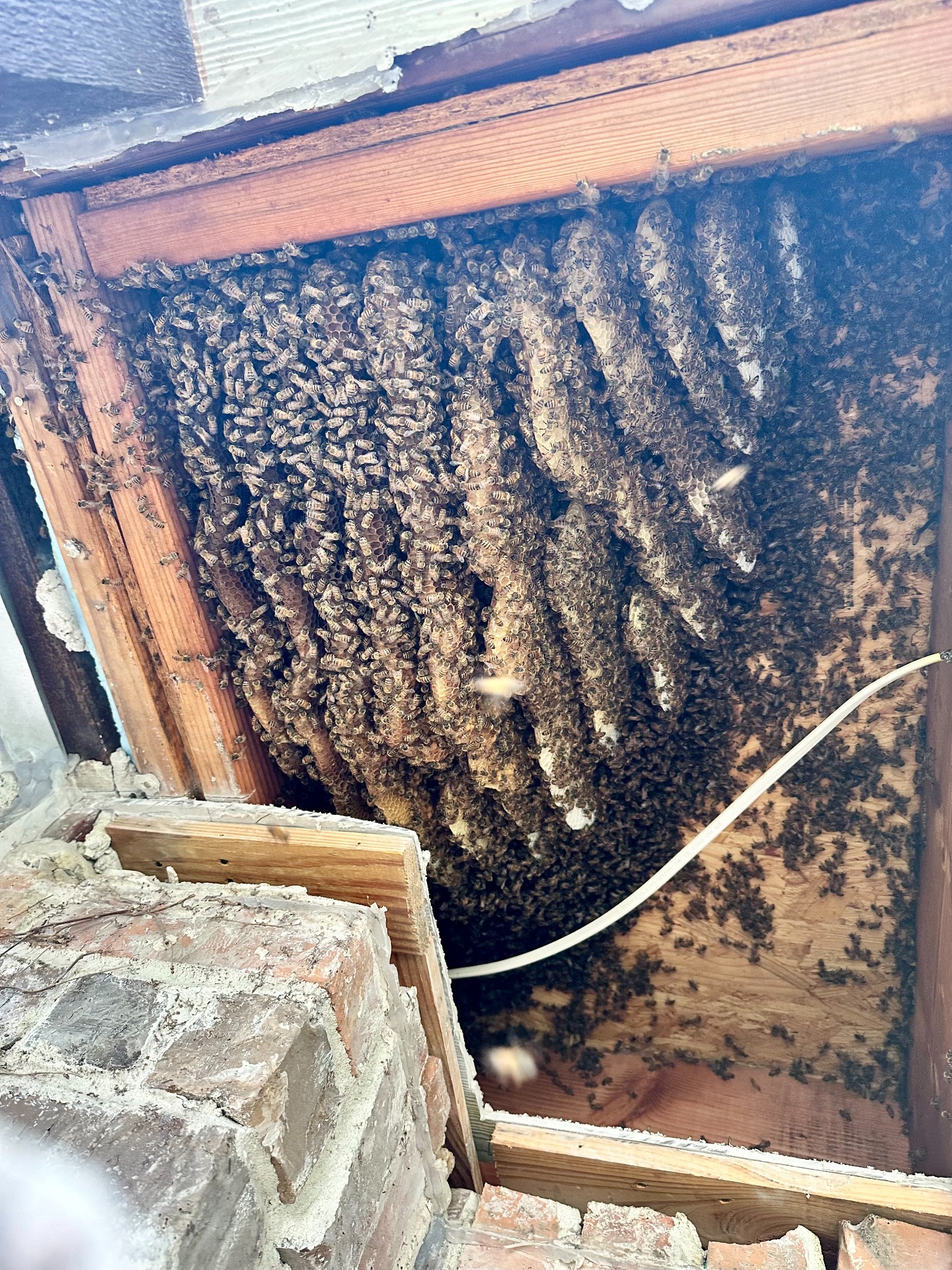 Large established honeybee hive and comb exposed inside a soffit in Lewisville, Texas
