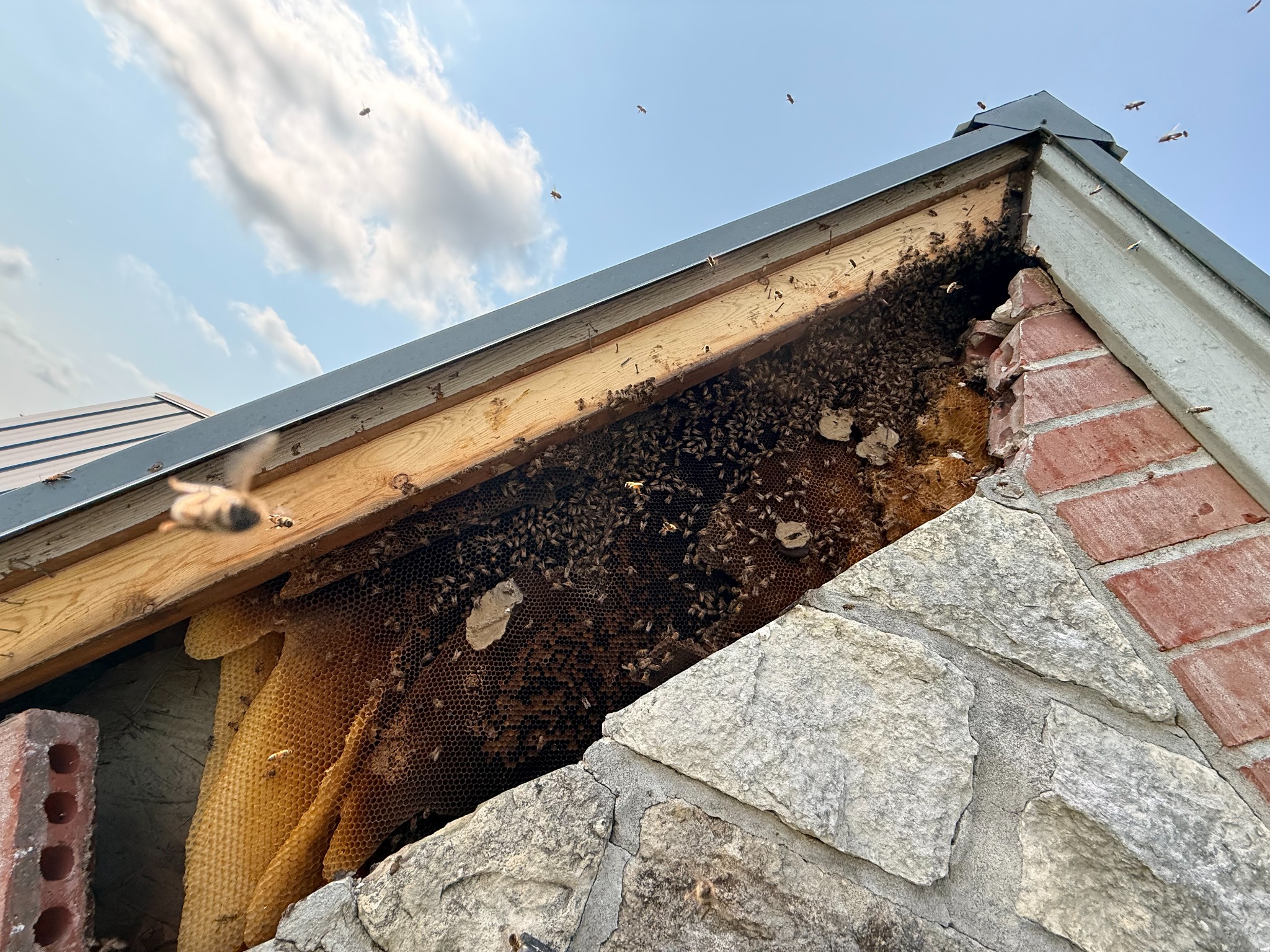 Large honeybee hive exposed beneath a house eave in Little Elm, Texas