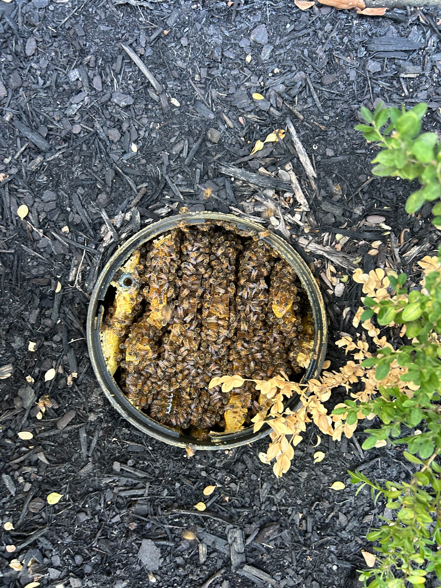 Honeybee colony inside an irrigation valve box in Little Elm, Texas