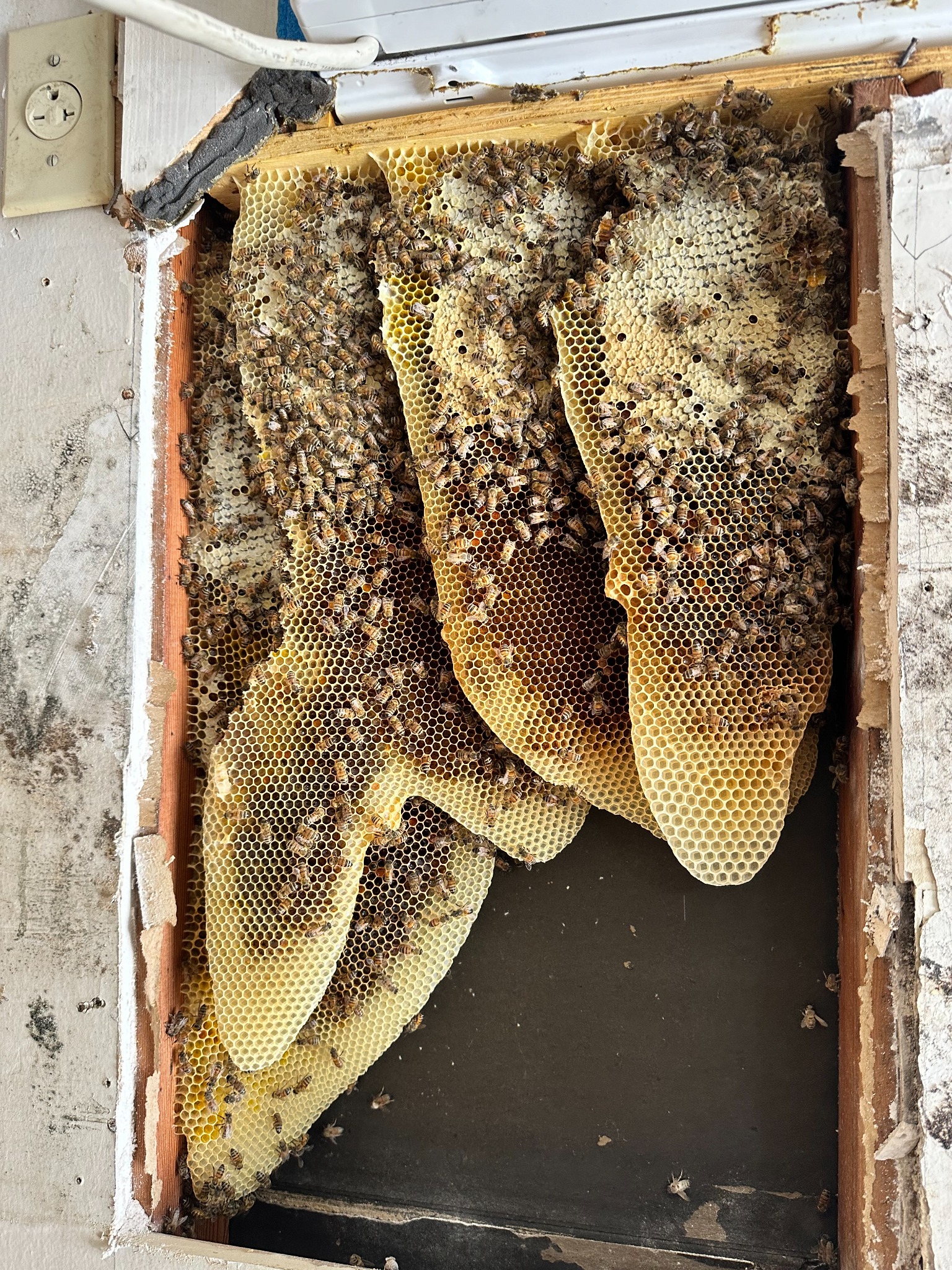 Established honeybee hive and comb exposed inside a wall in Little Elm, Texas