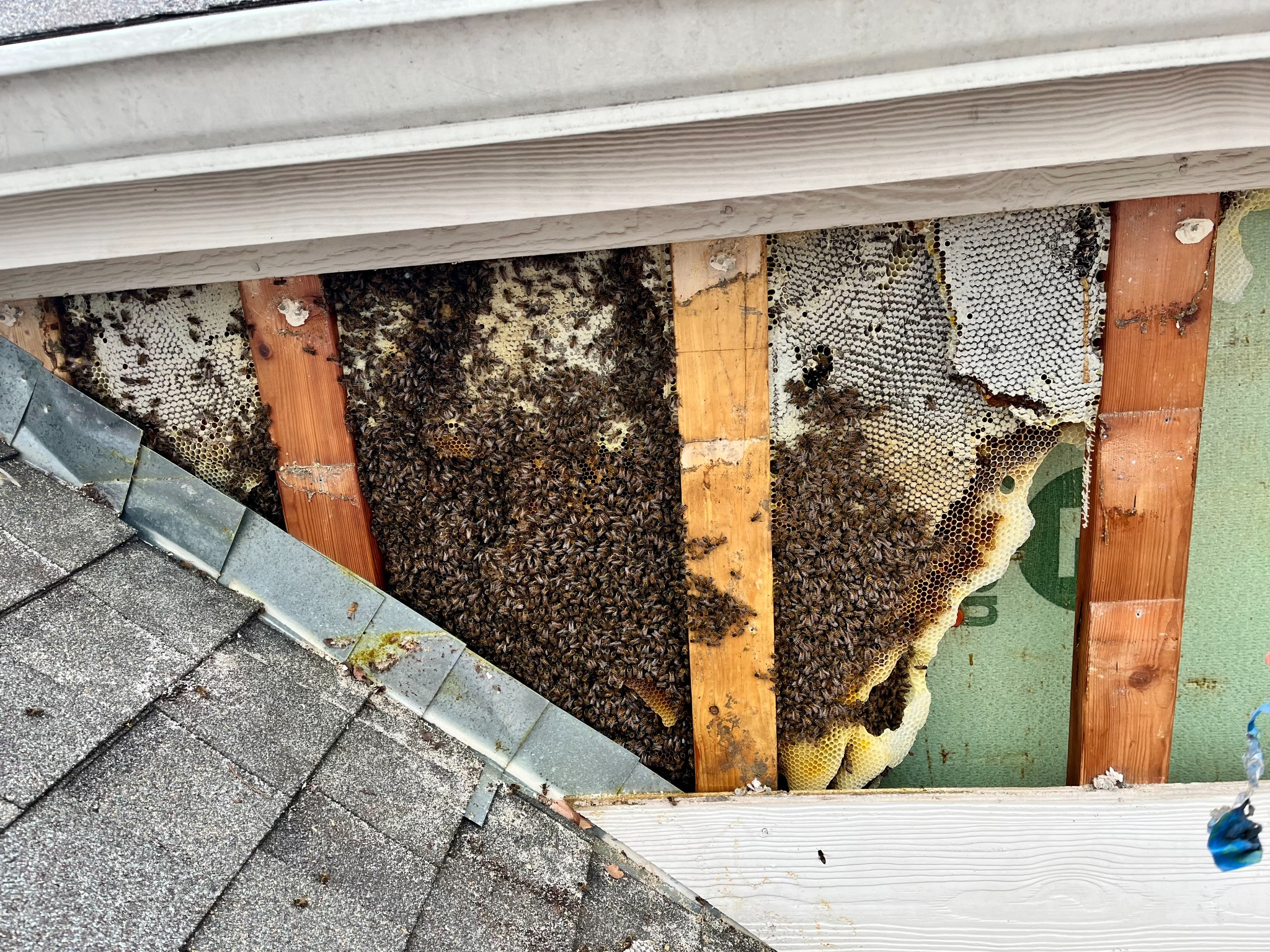 Large established honeybee hive exposed inside an exterior wall cavity in Lucas, Texas