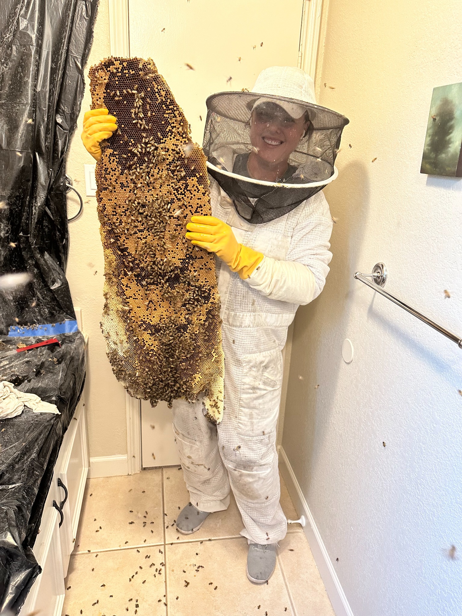 Bee-removal specialist holding a large sheet of honeycomb during an interior hive removal in Lucas, Texas