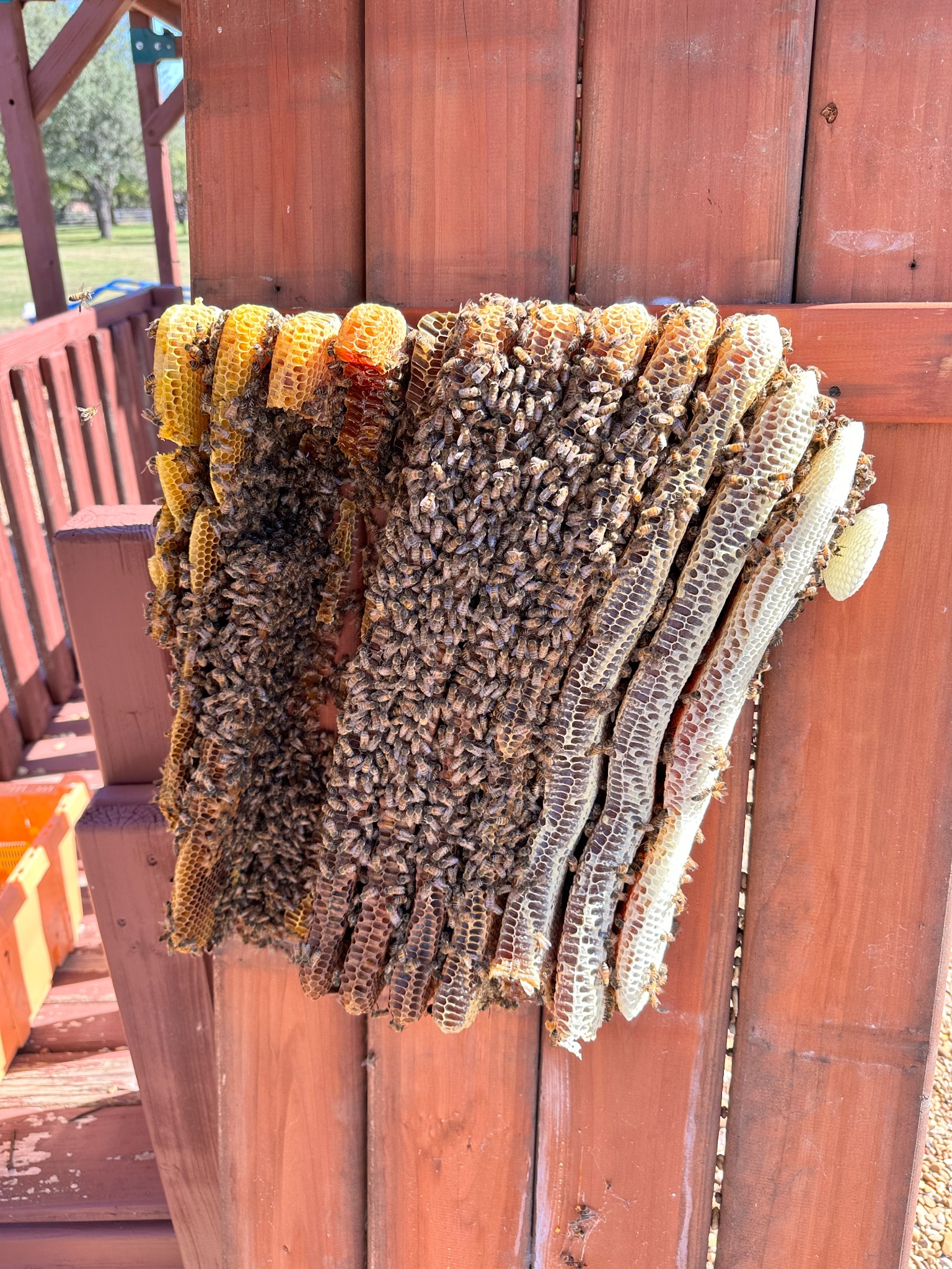 Large honeybee hive and comb exposed on a wooden playground structure in Lucas, Texas