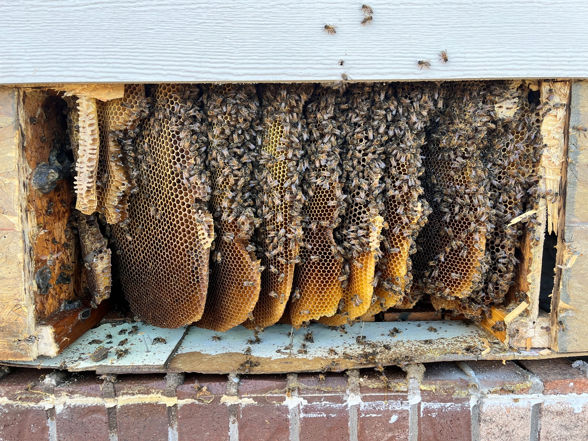 Large established honeybee hive and comb exposed inside a structural joist area in Melissa, Texas