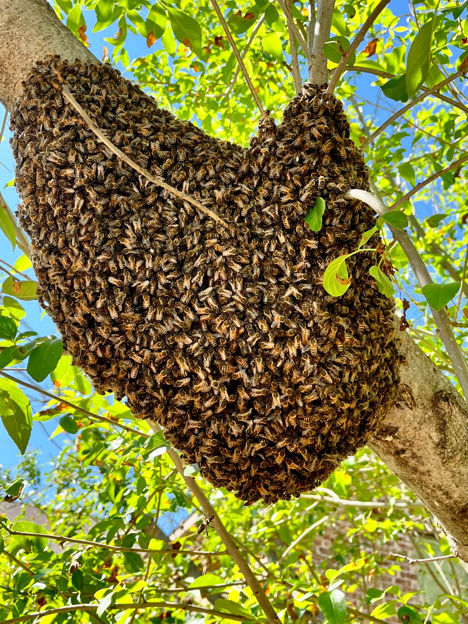 Large honeybee colony clustered on a tree in Melissa, Texas
