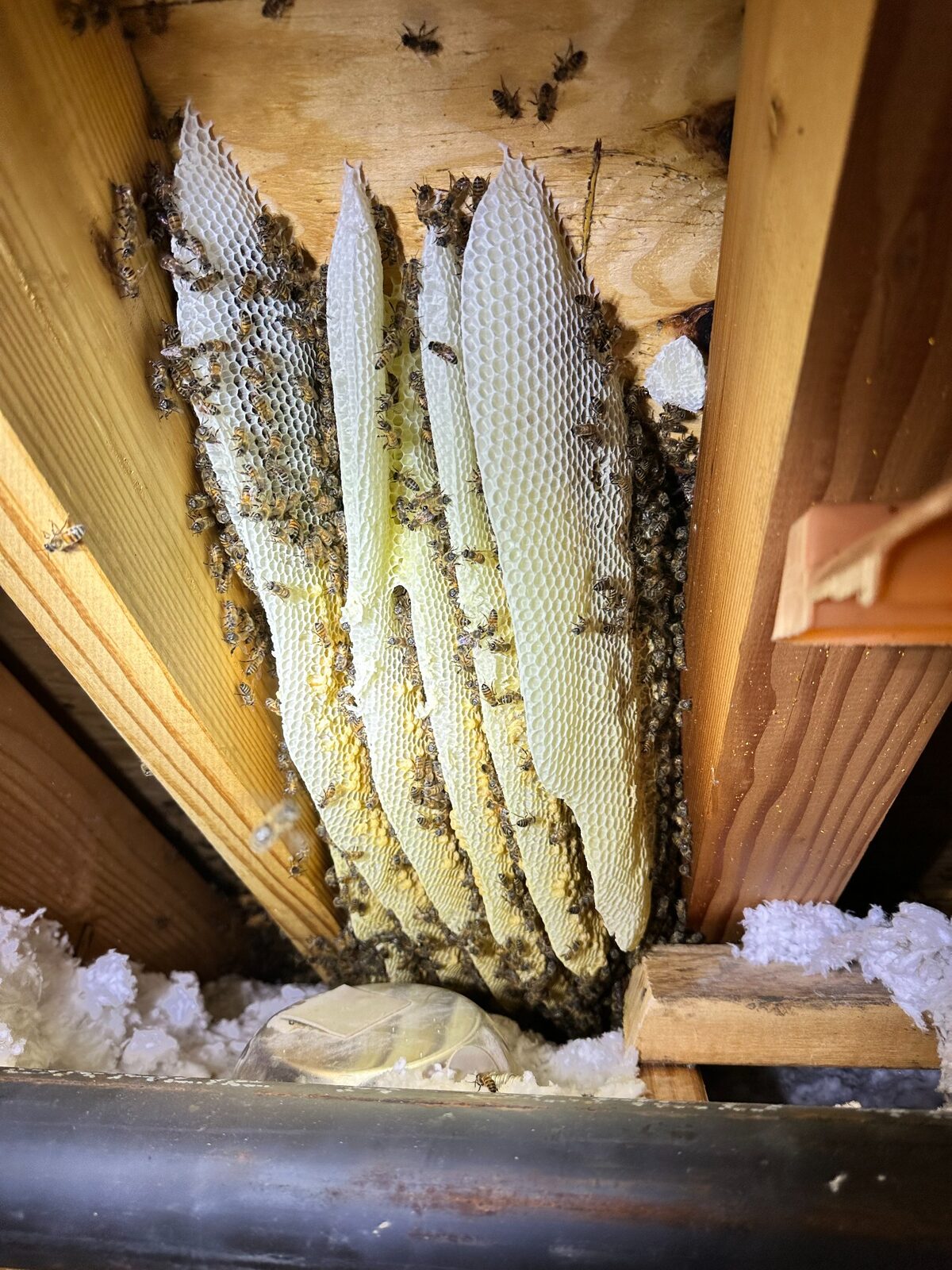 Large honeybee hive exposed between attic framing in Mesquite, Texas