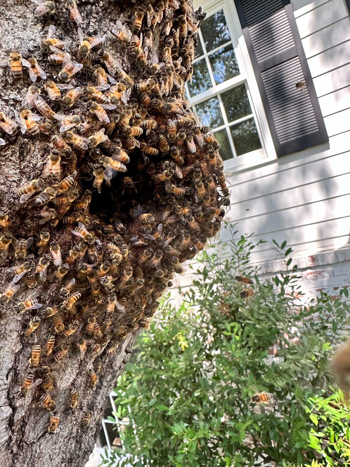 Honeybees nesting inside a tree cavity in Mesquite, Texas