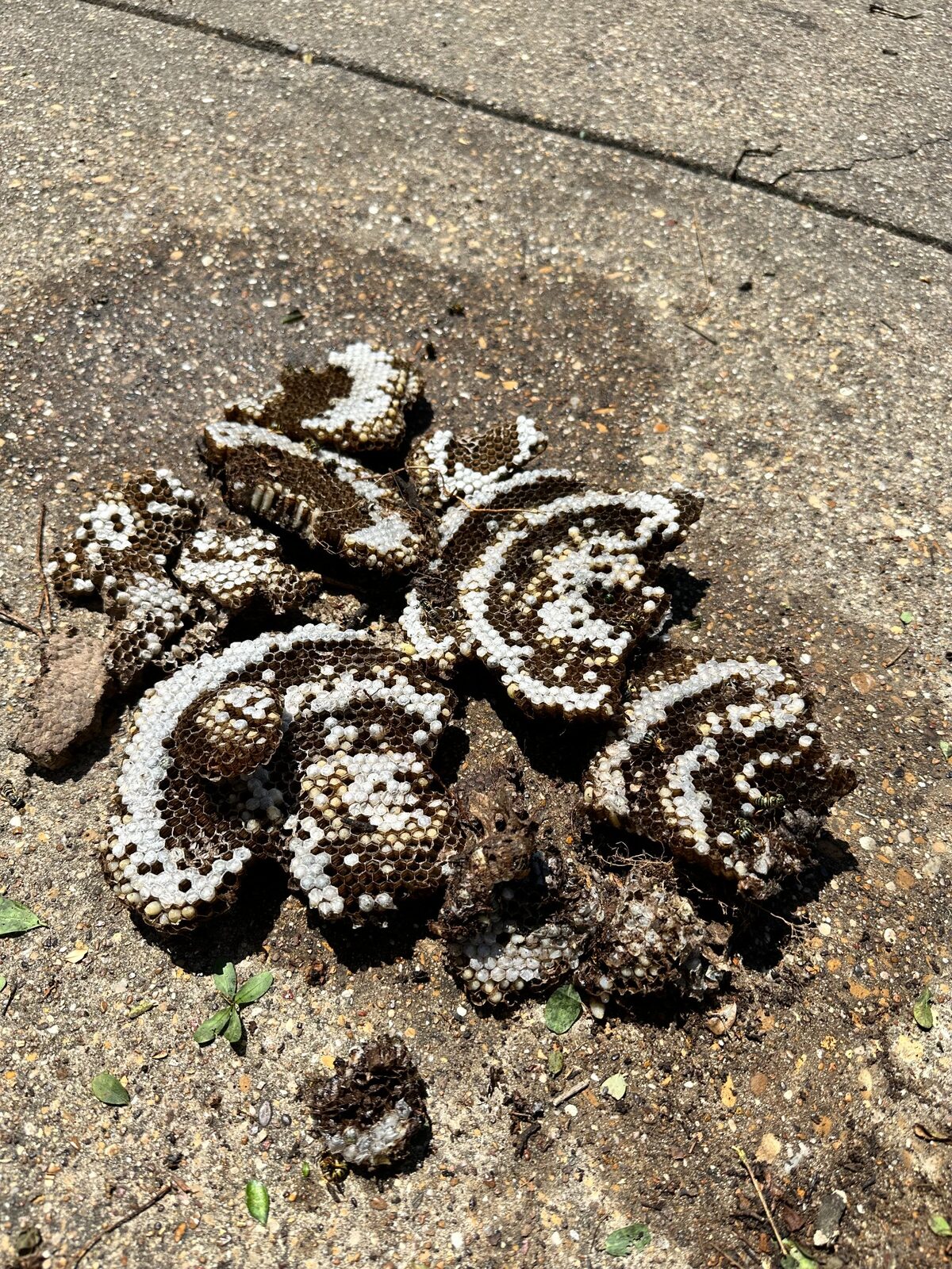 Removed paper wasp nests in Mesquite, Texas