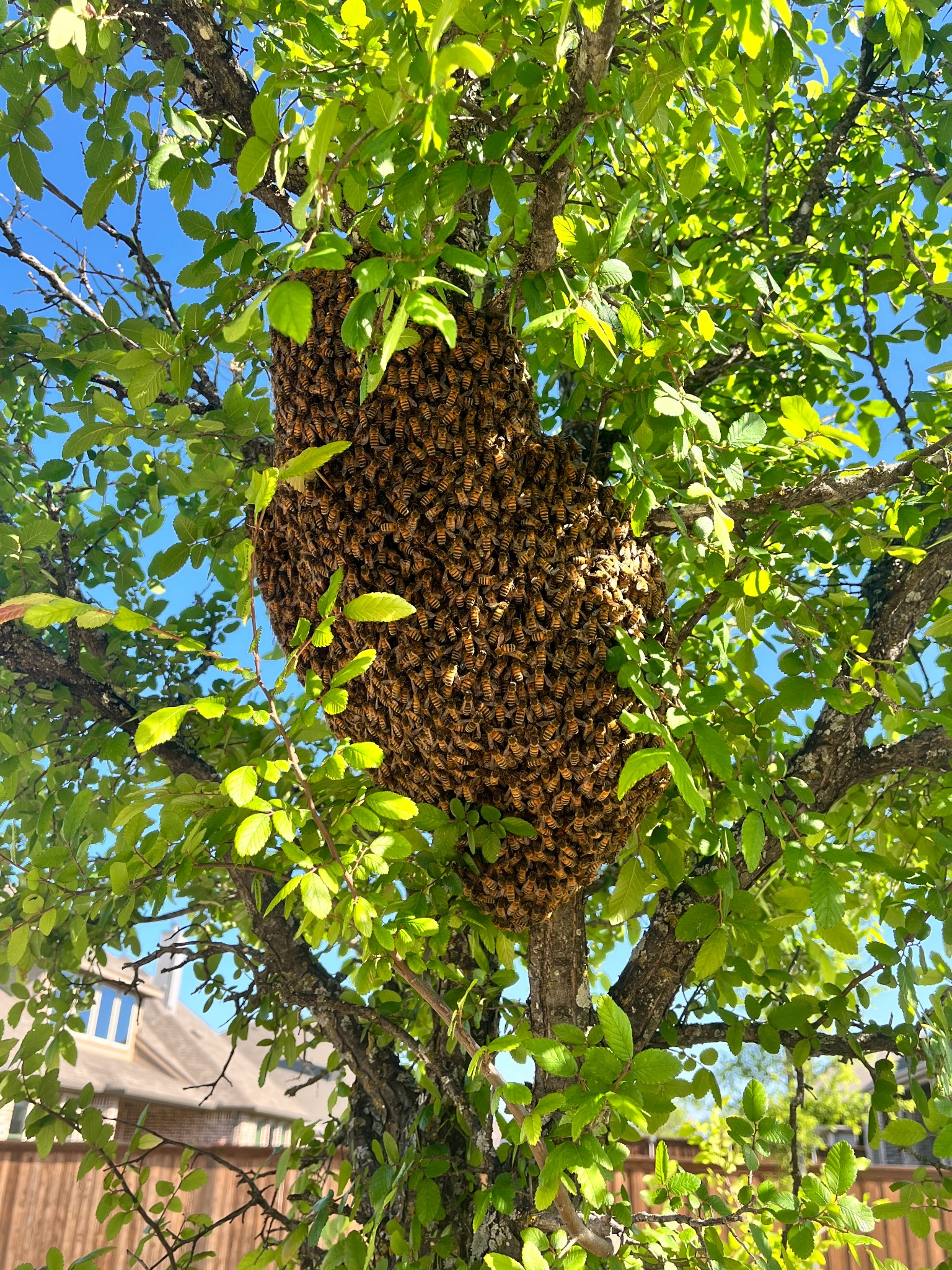 Large honeybee swarm clustered in a tree in Parker, Texas